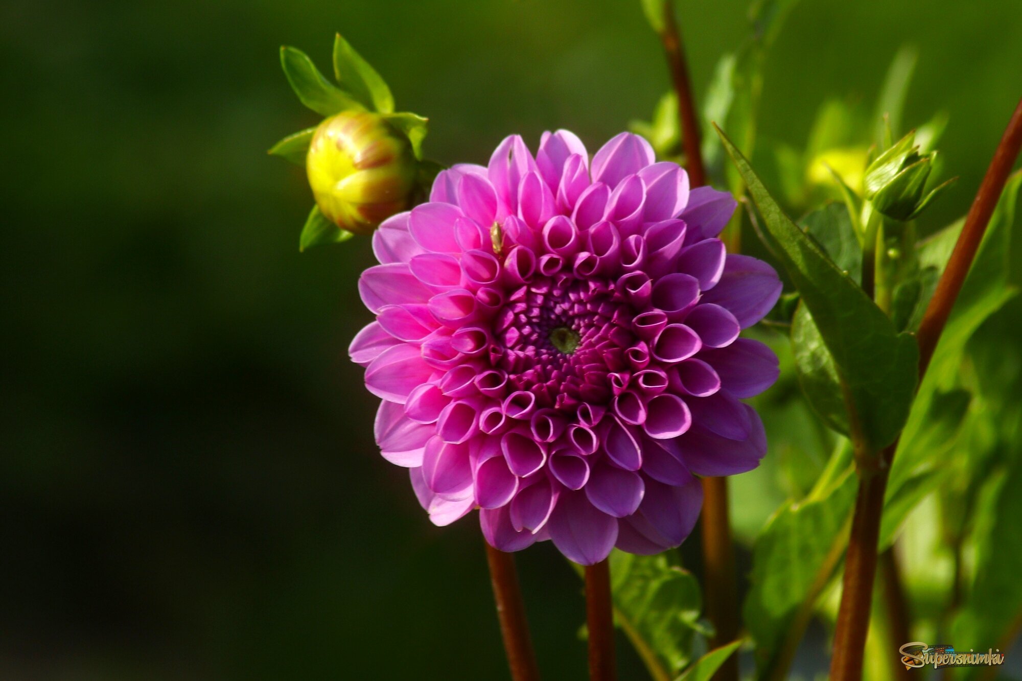 Пора георгинов