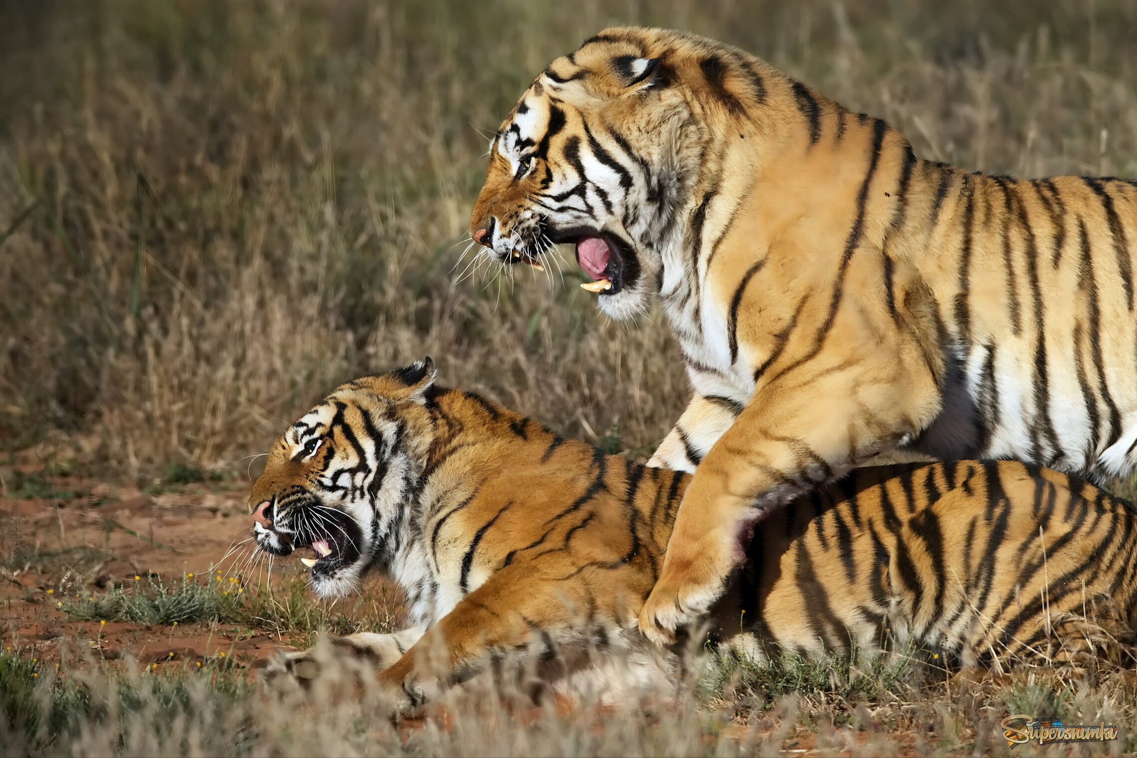 Любовное настроение