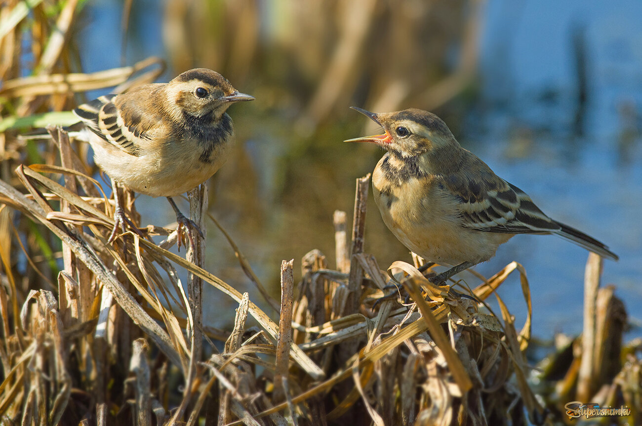 Болотные истории