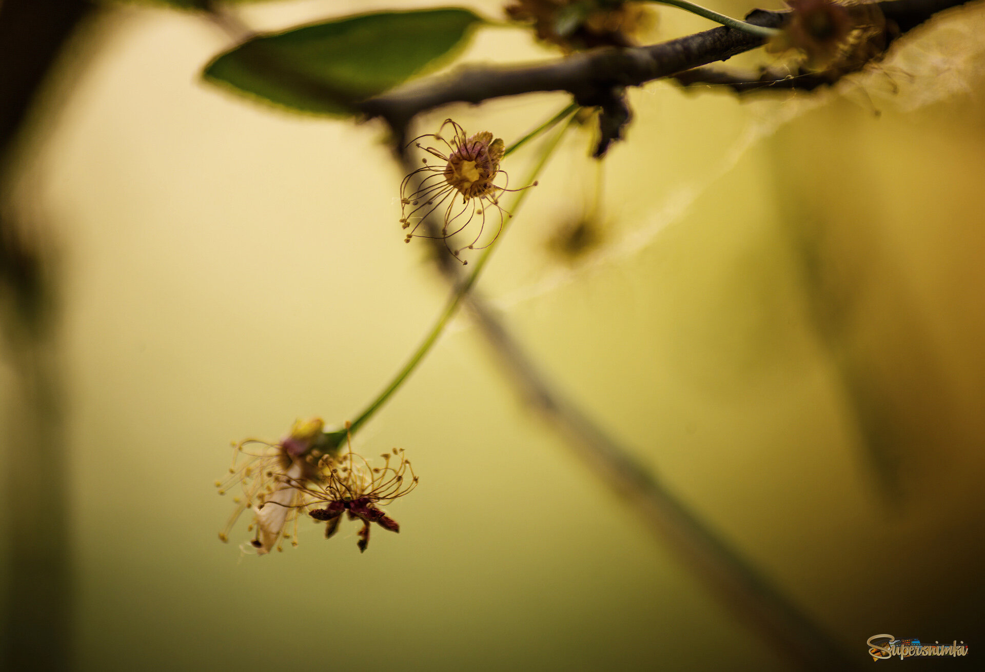 Осьминожки