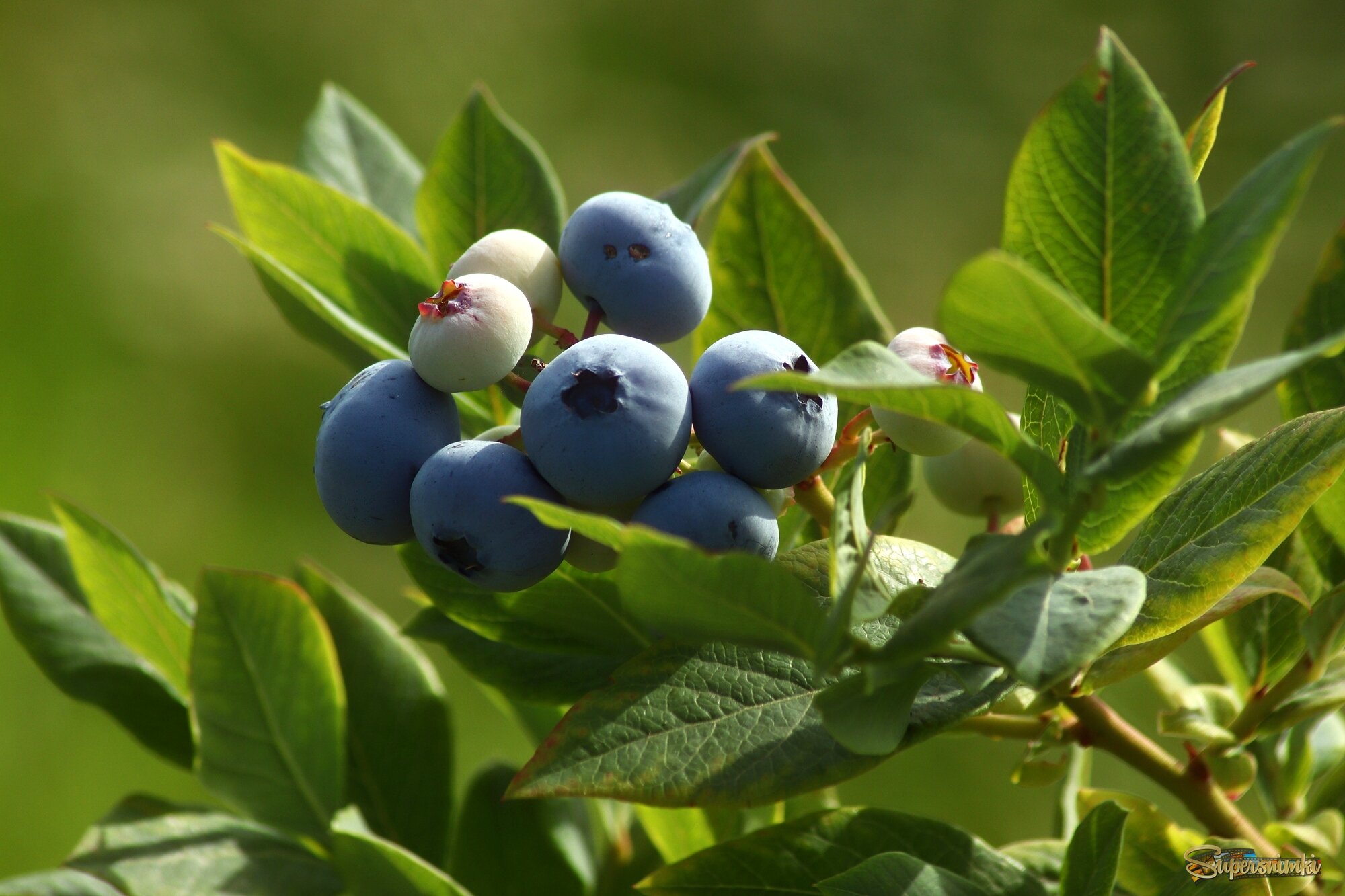 Спеет голубика