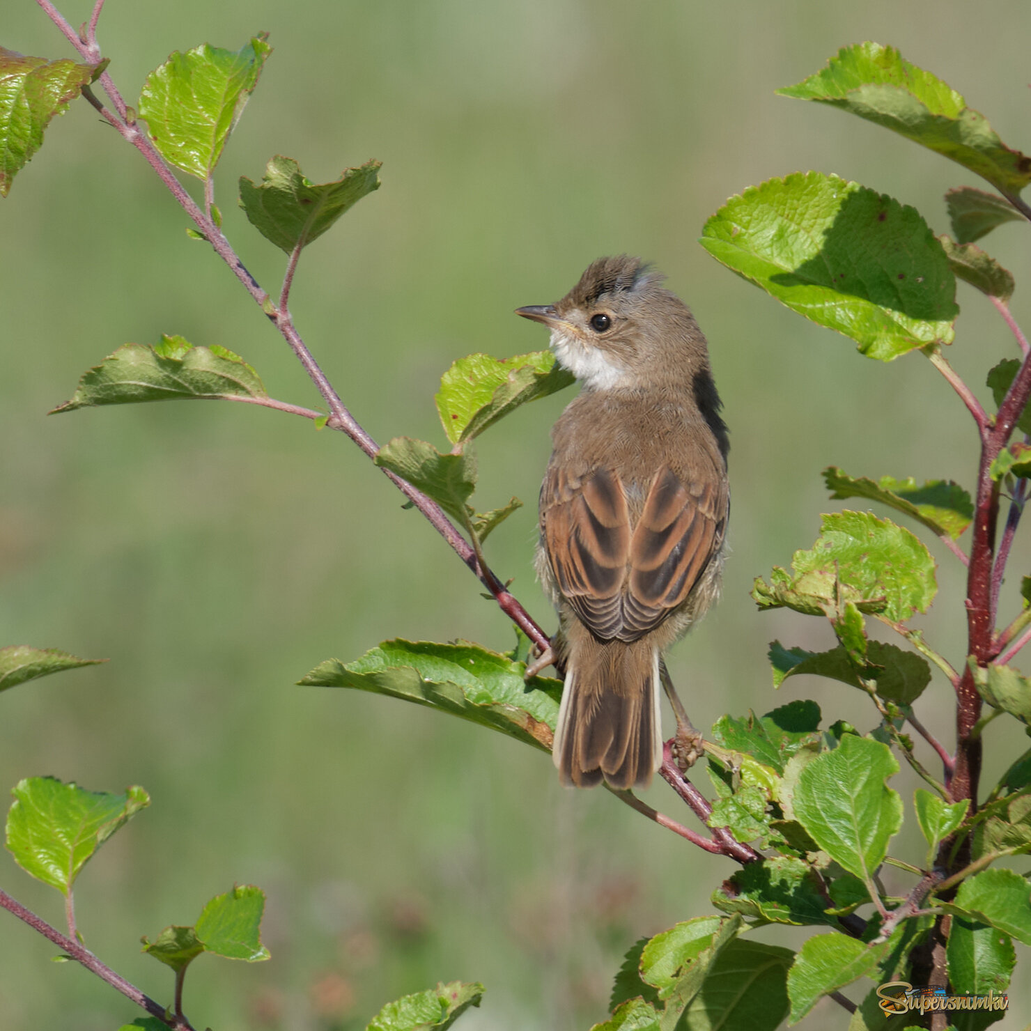 Серая славка 