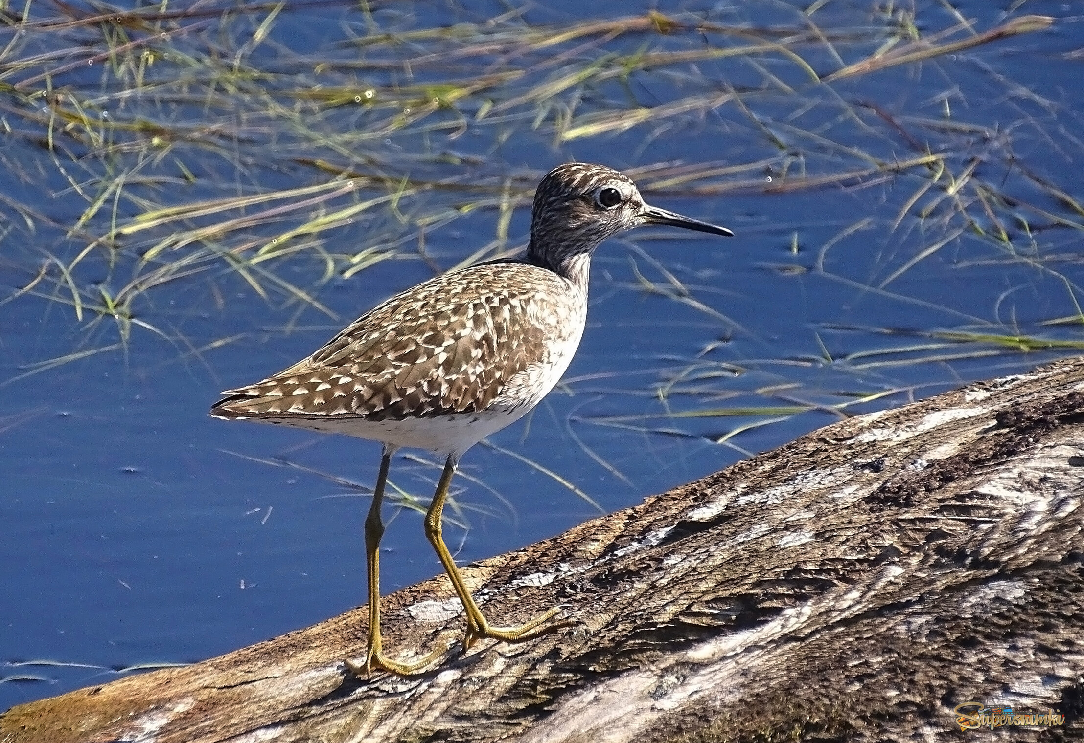 Фифи, куличок