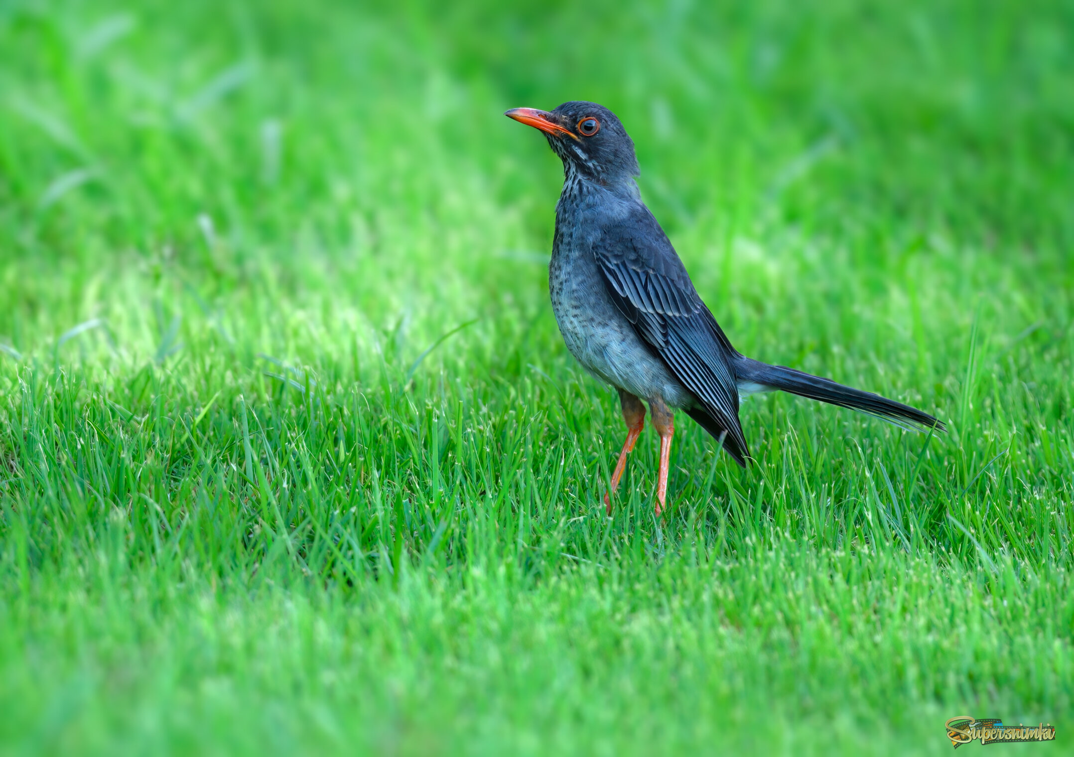 Red-legged thrush