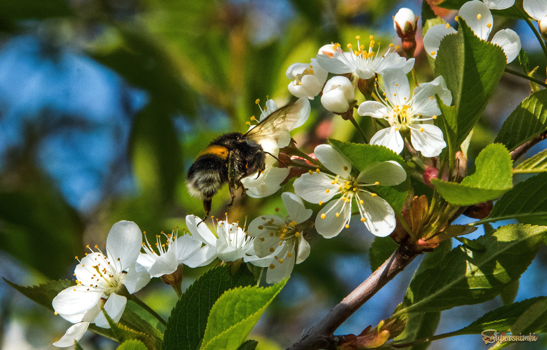 Пора цветения.