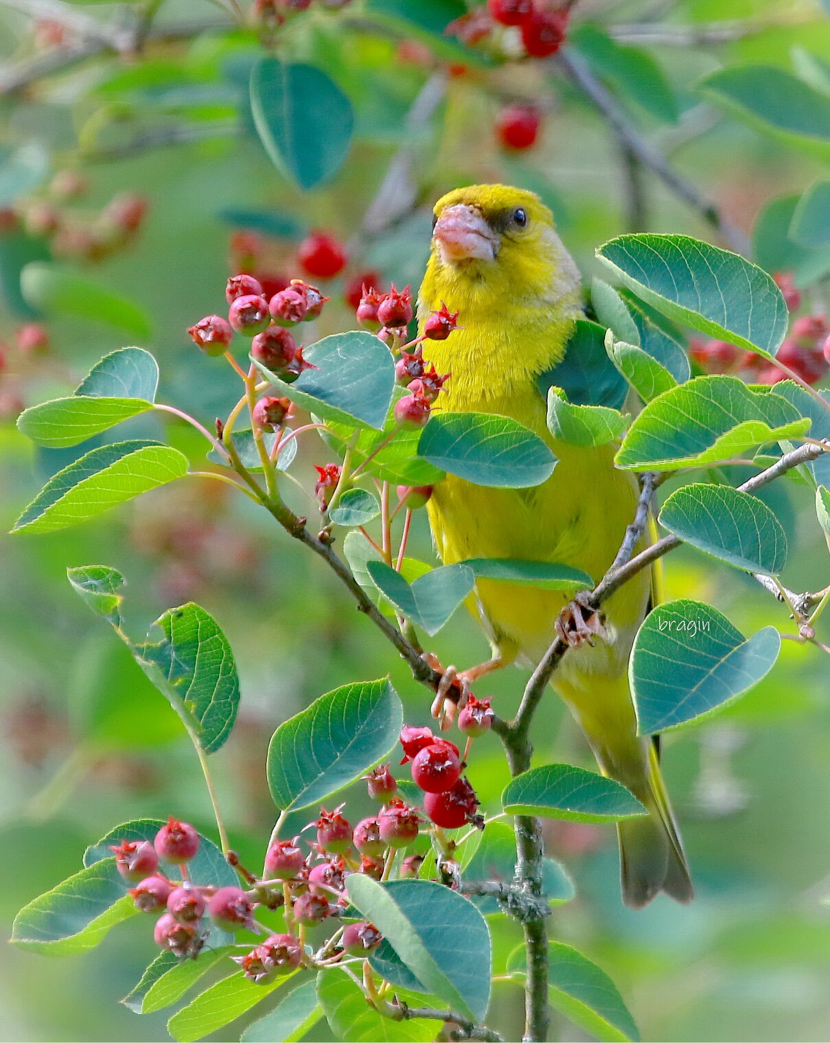 ирга созрела...