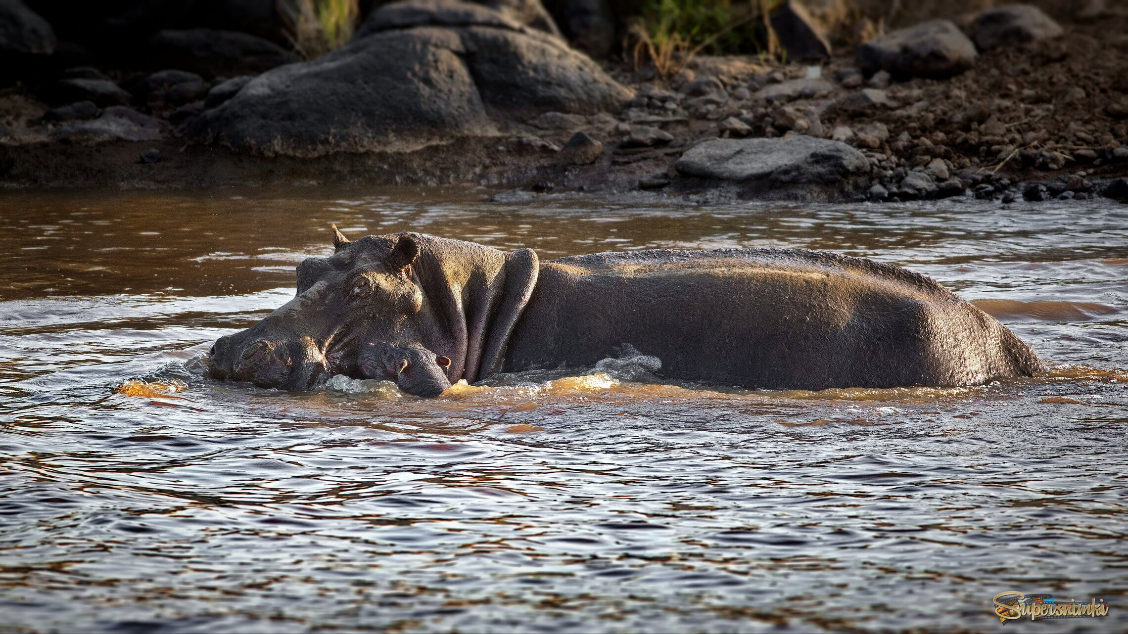Новорожденный: учимся плавать под надежной защитой