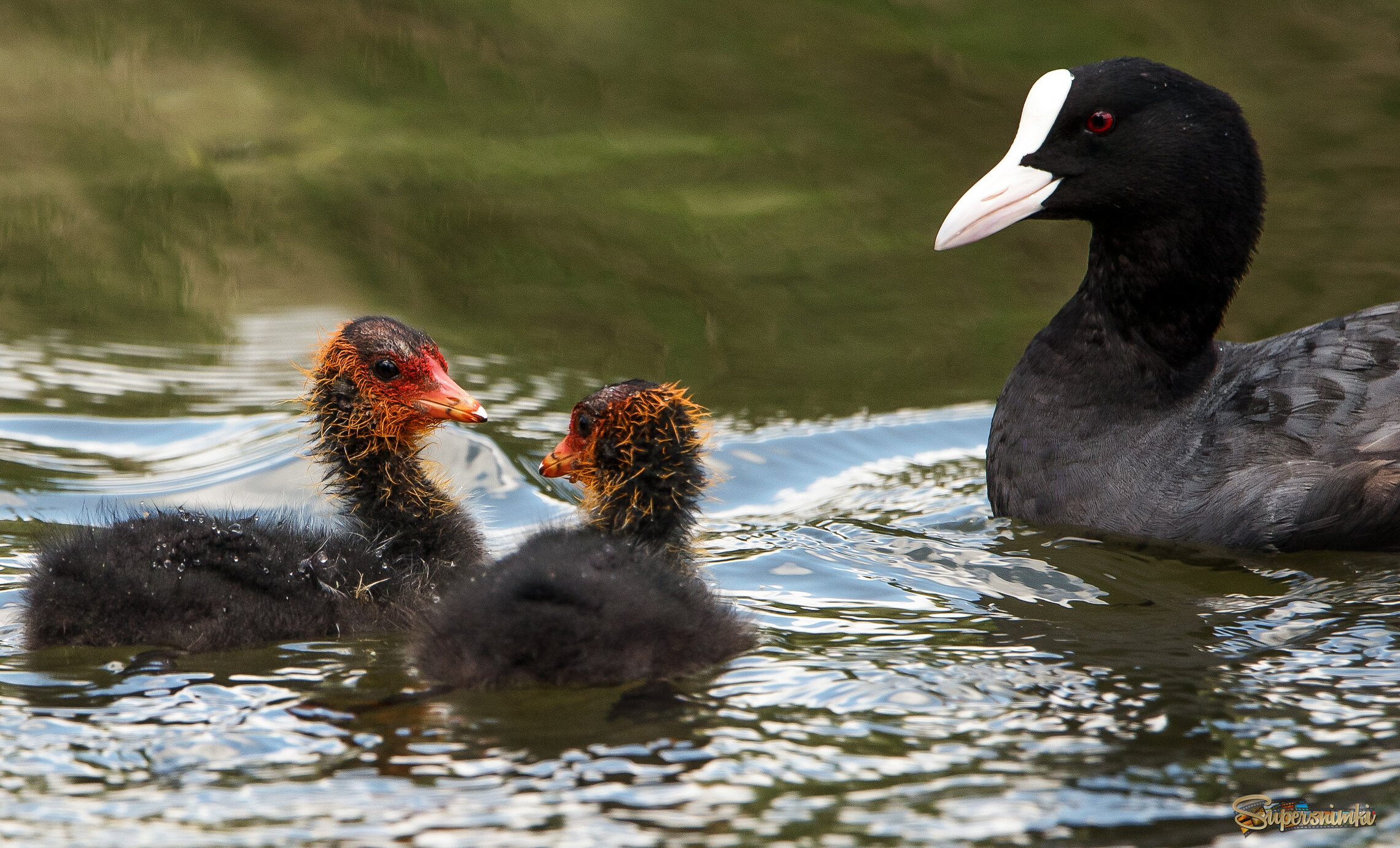 "А ты совсем не похож на маму!"