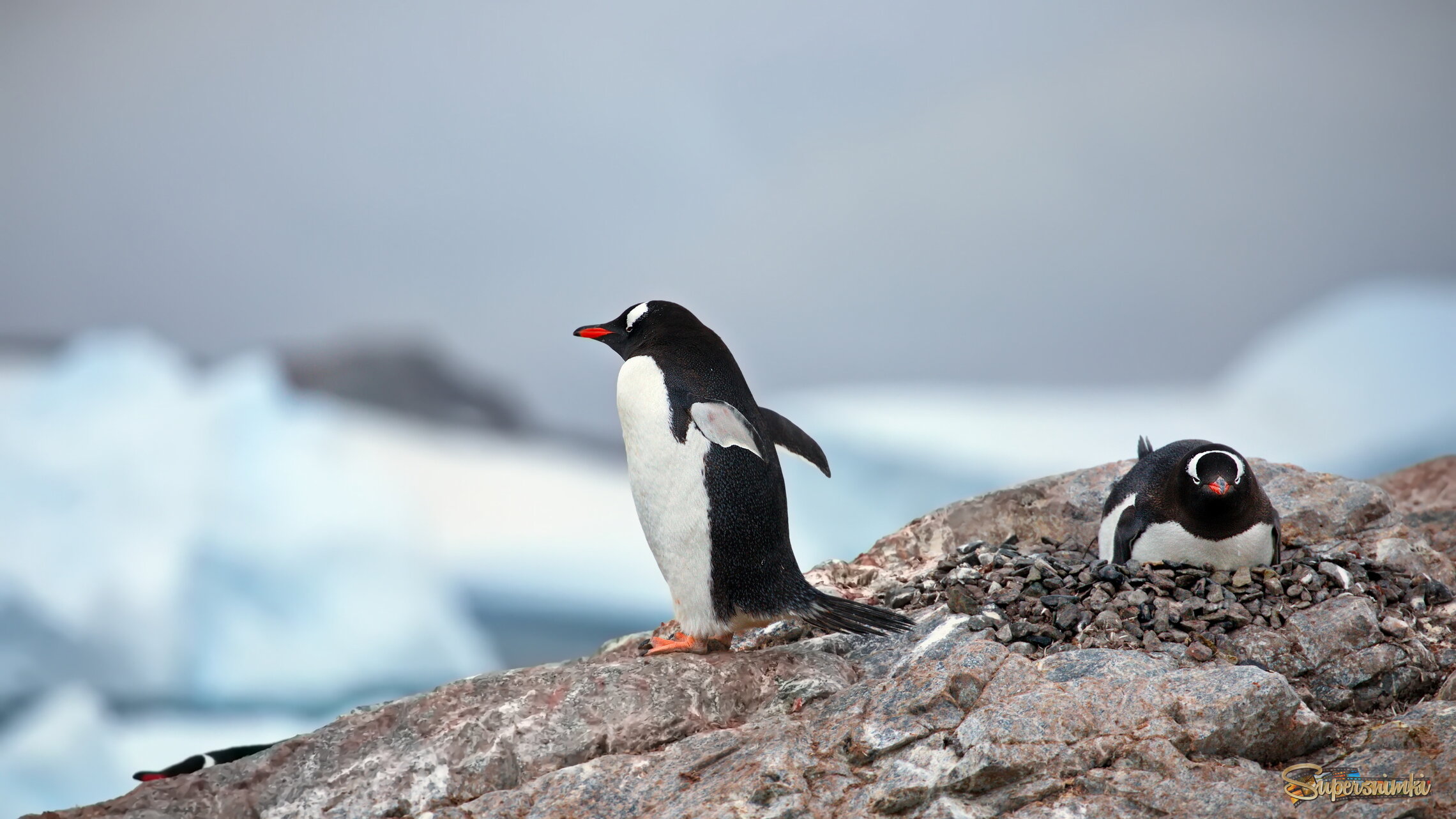 Размышления о семейной жизни