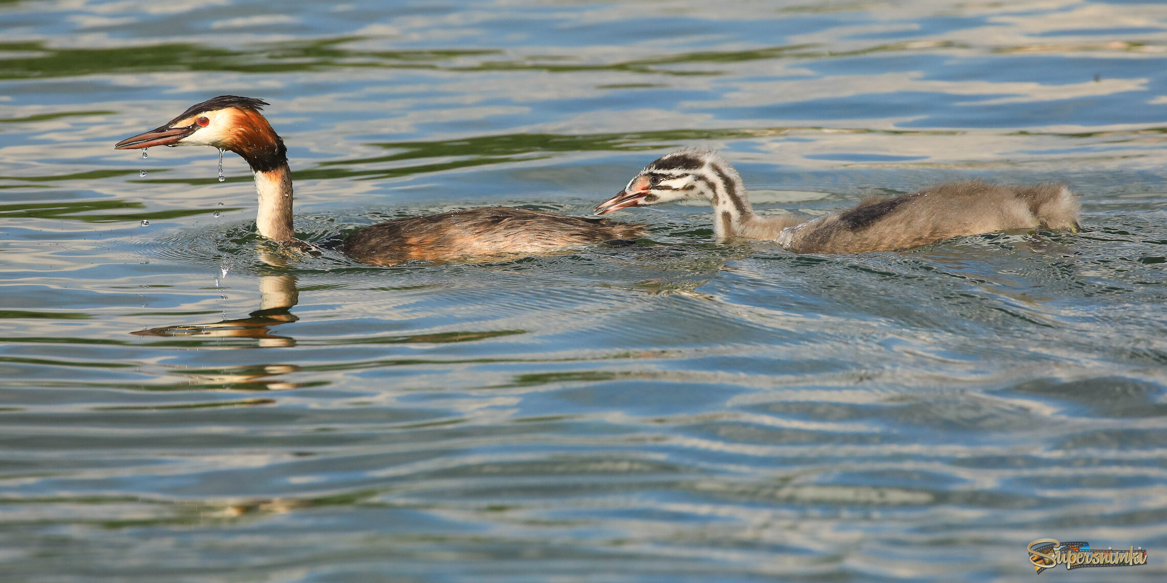 Мама, кушать хочу! 