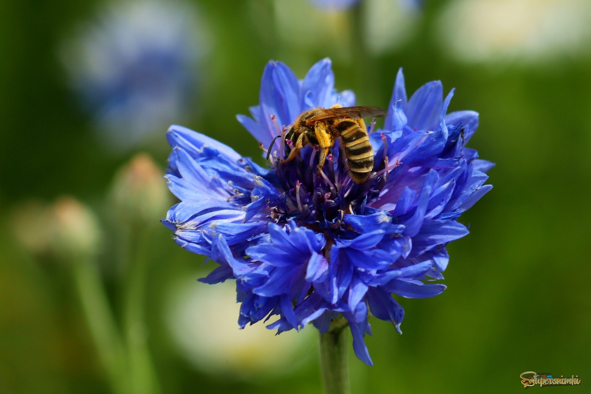 Васильковый мёд