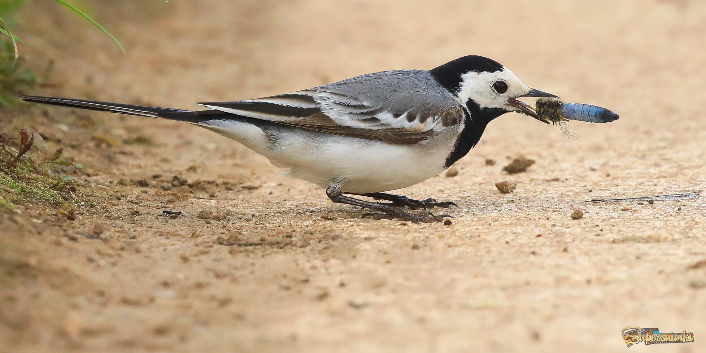 Битва хищников