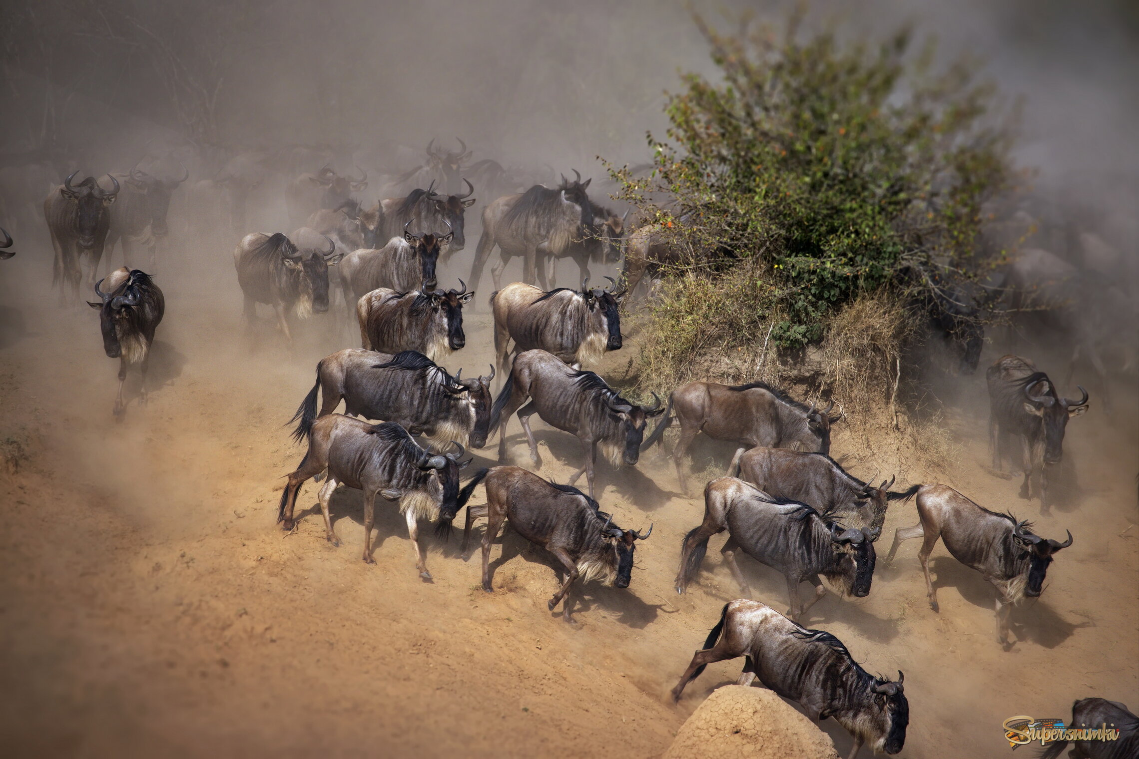 Пылеустроители