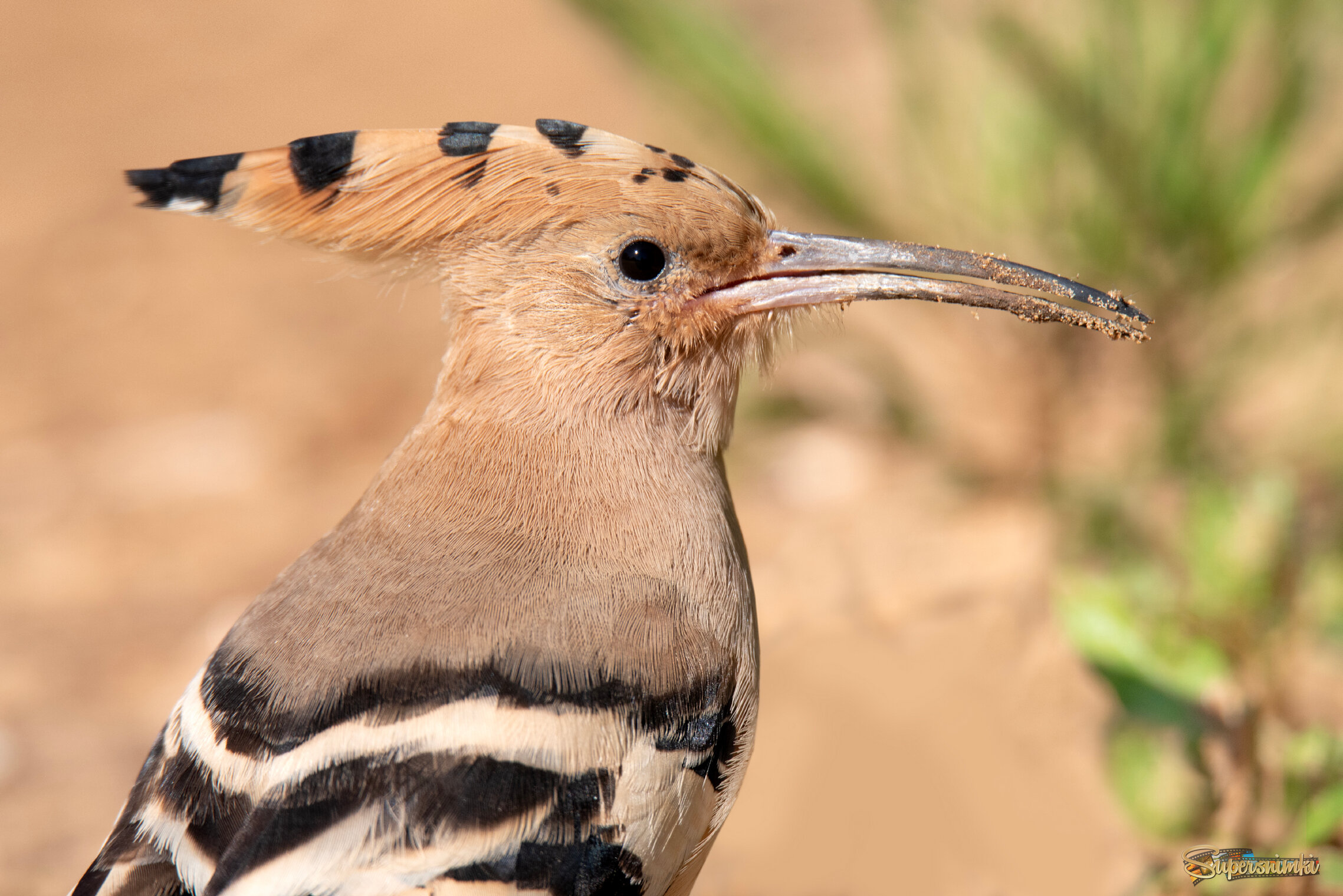 *Под сенью ивы...