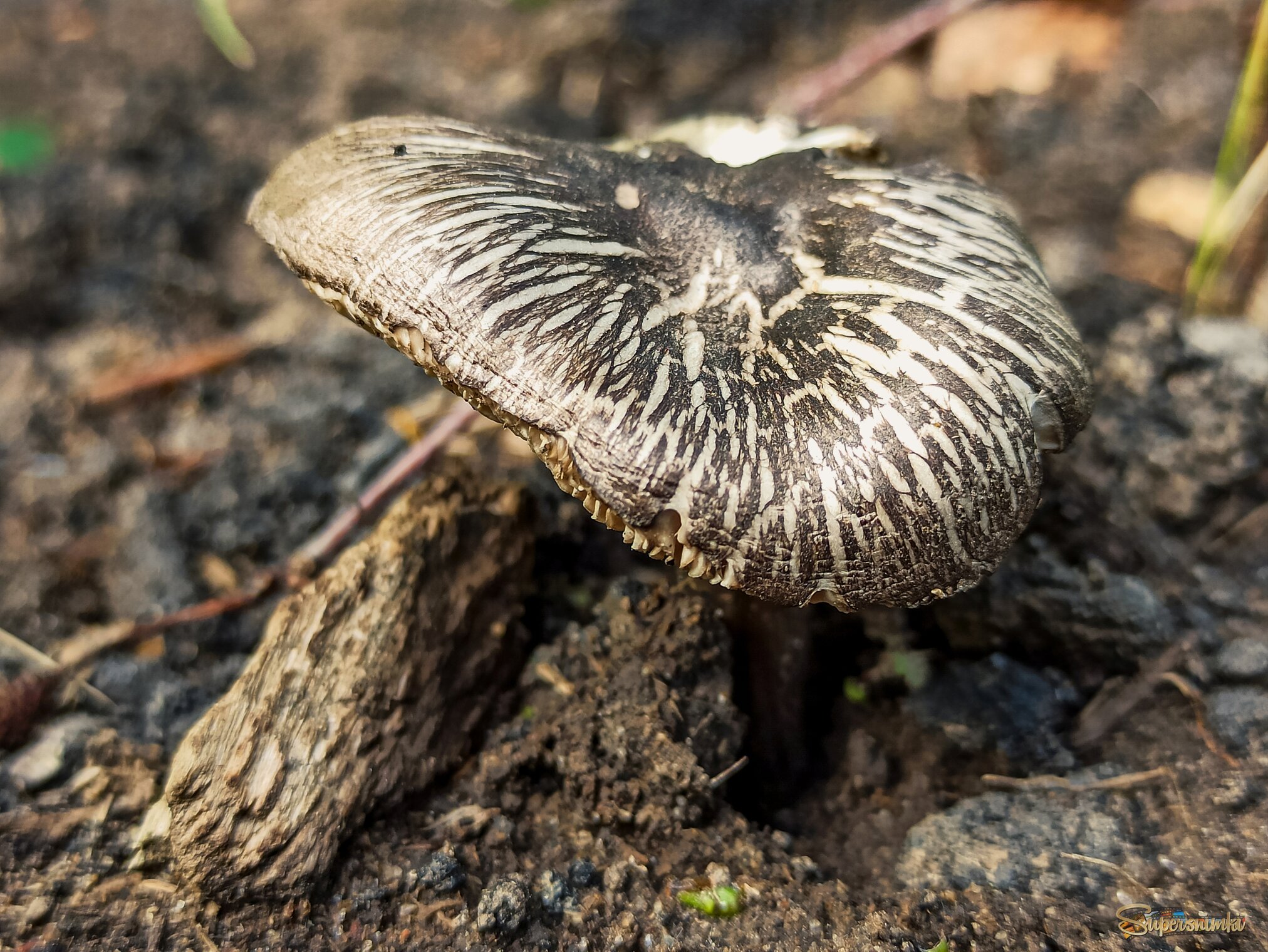 Подгруздок чернеющий 
