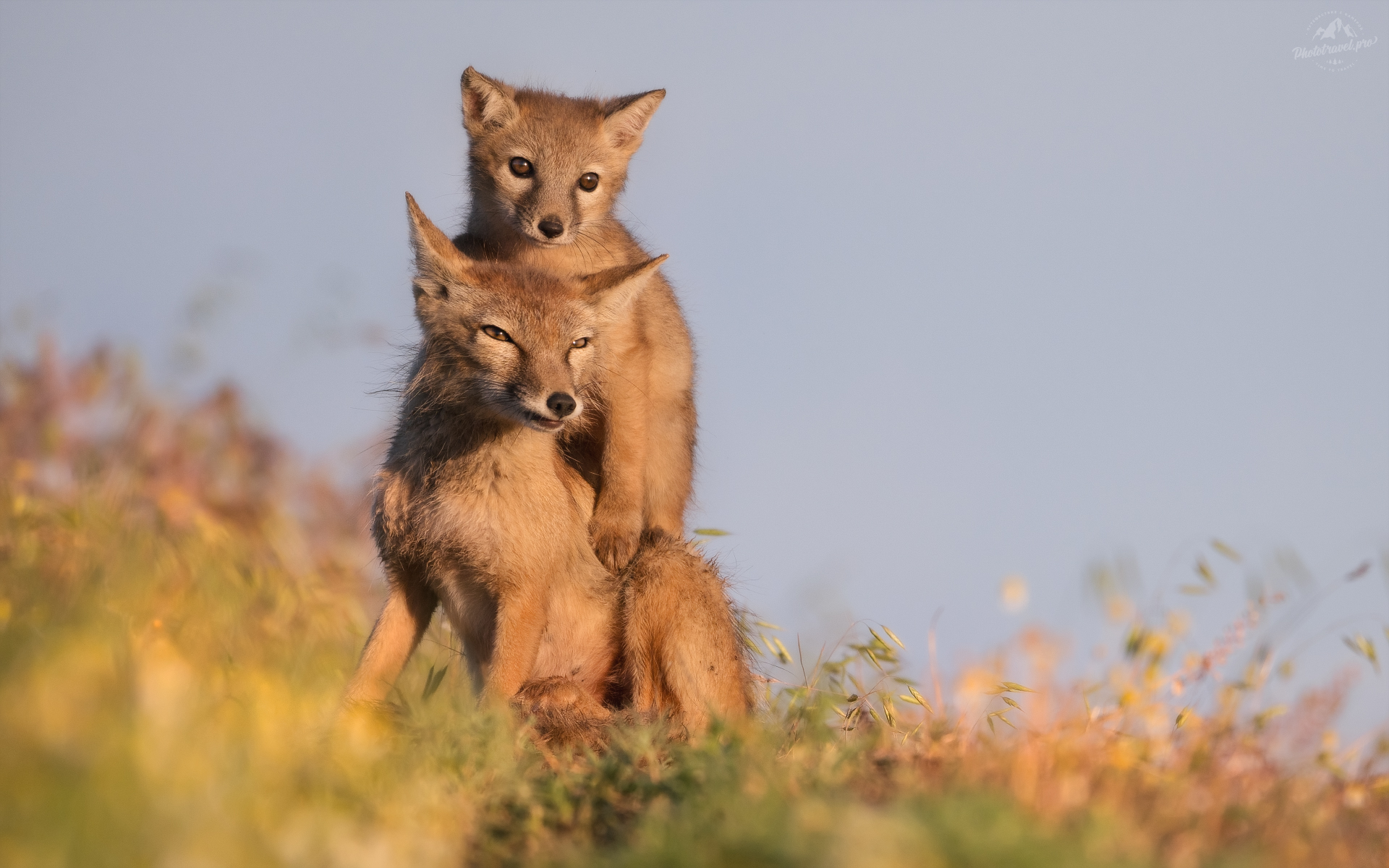 Ушастый балласт