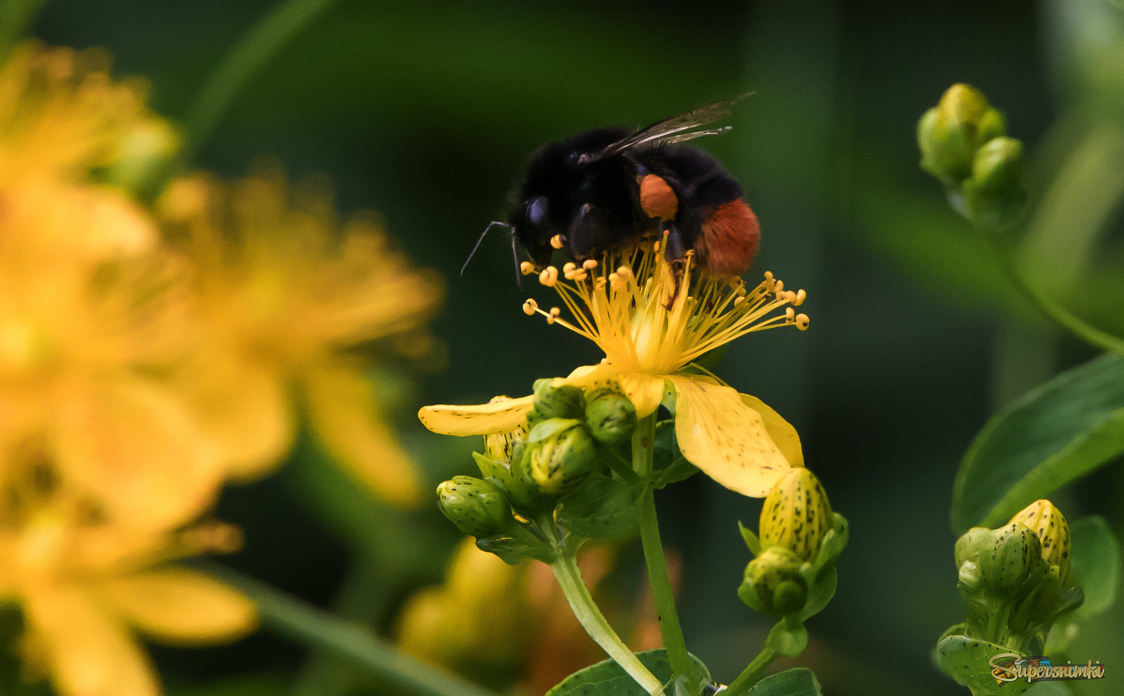 Мир шмелей.