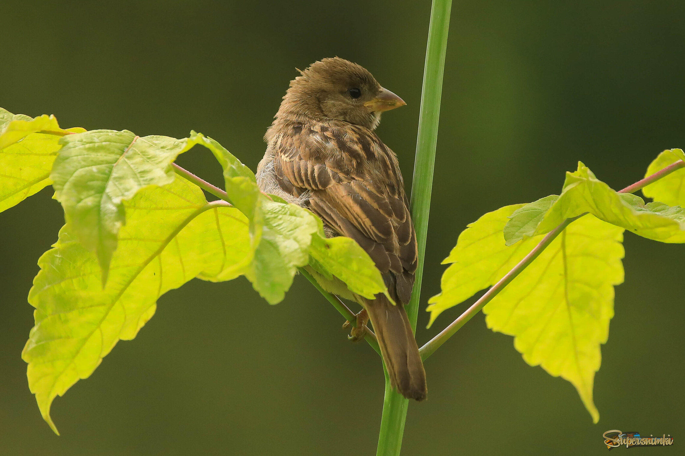 В солнечном свете