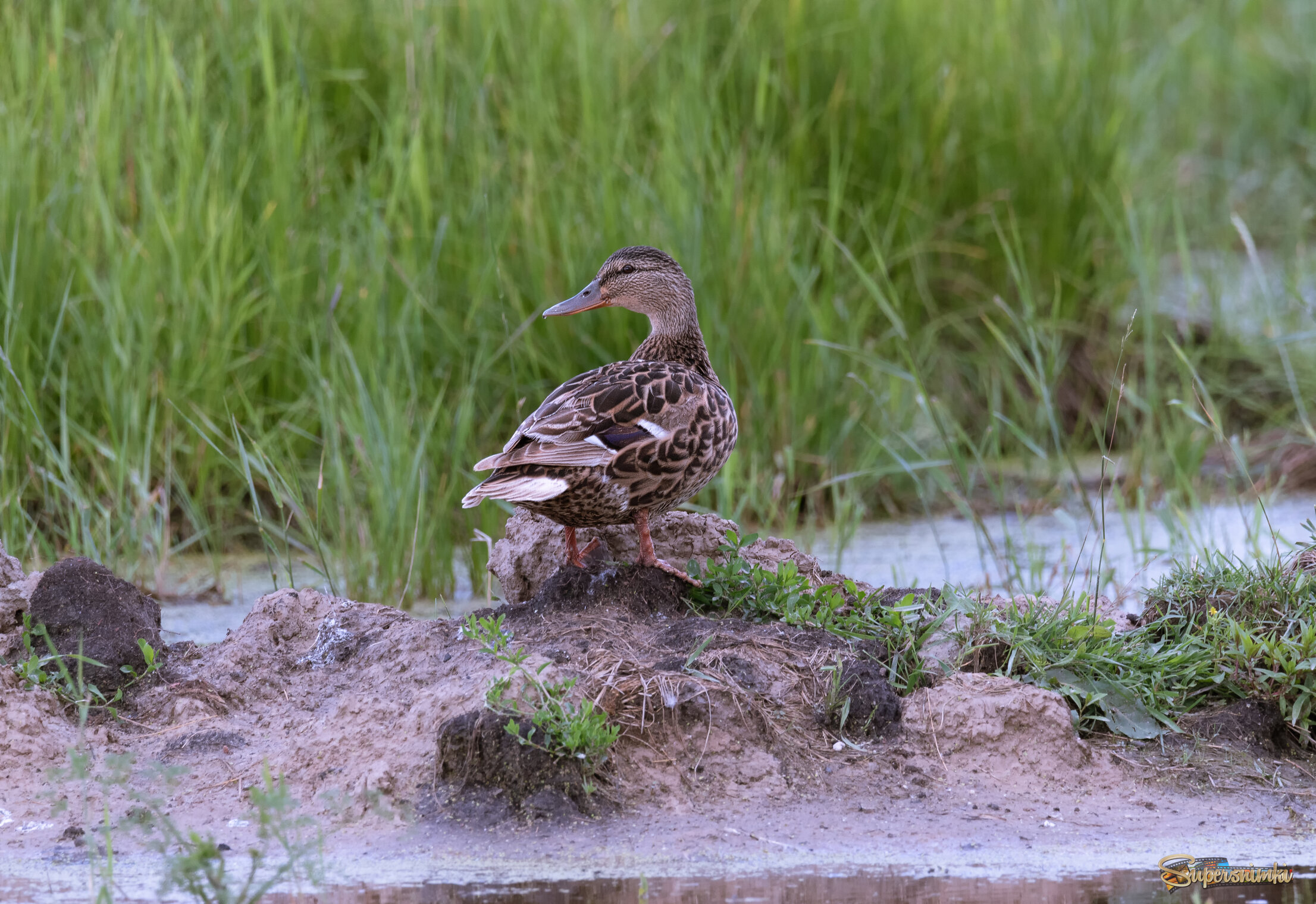 В РОДНЫХ ПЕНАТАХ
