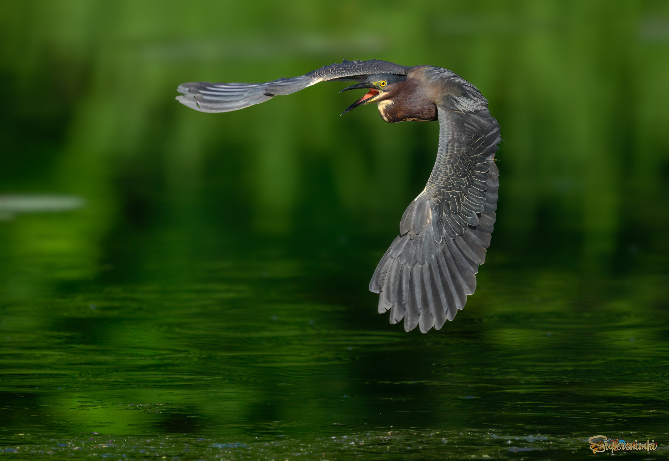 Green heron