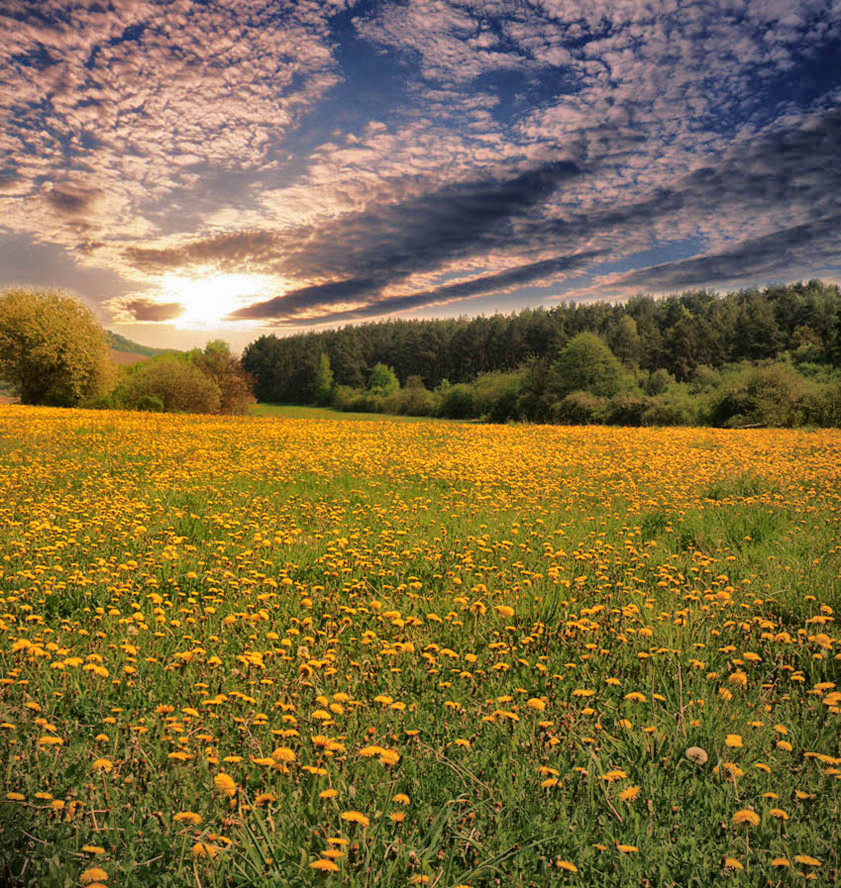 Вино из одуванчиков.