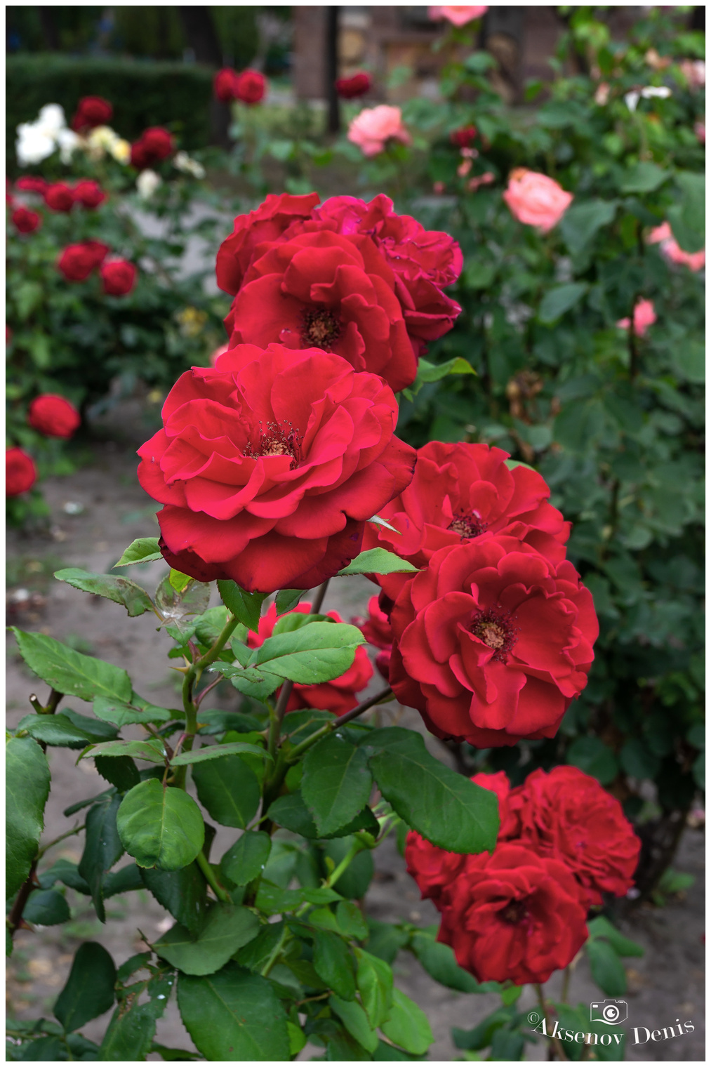 Летний аромат роз