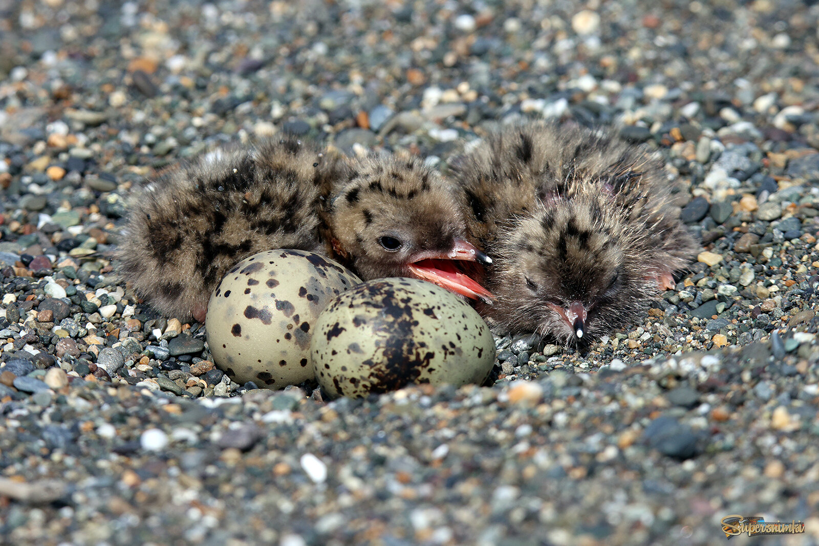 Птенцы крачки.