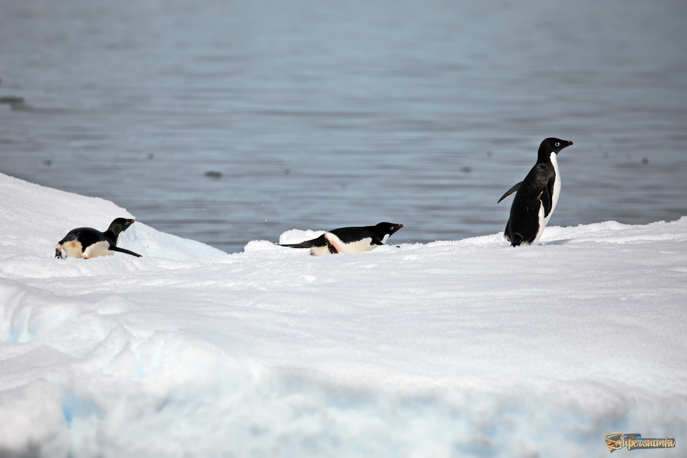 Поклонники