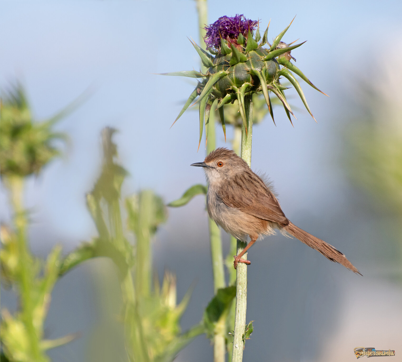 "Всякое дыхание да хвалит Господа..." (Псалом 150)