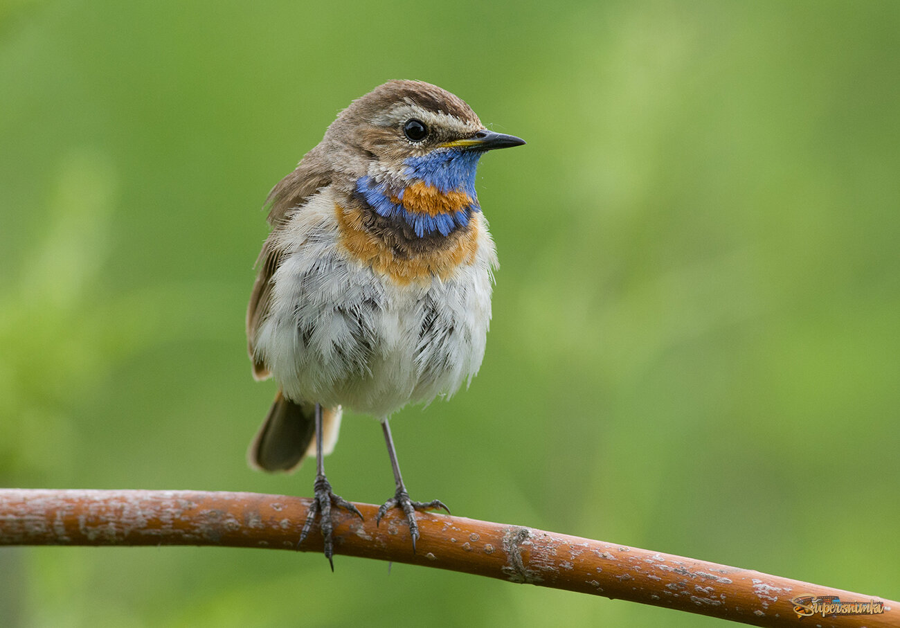 Всё спокойно...