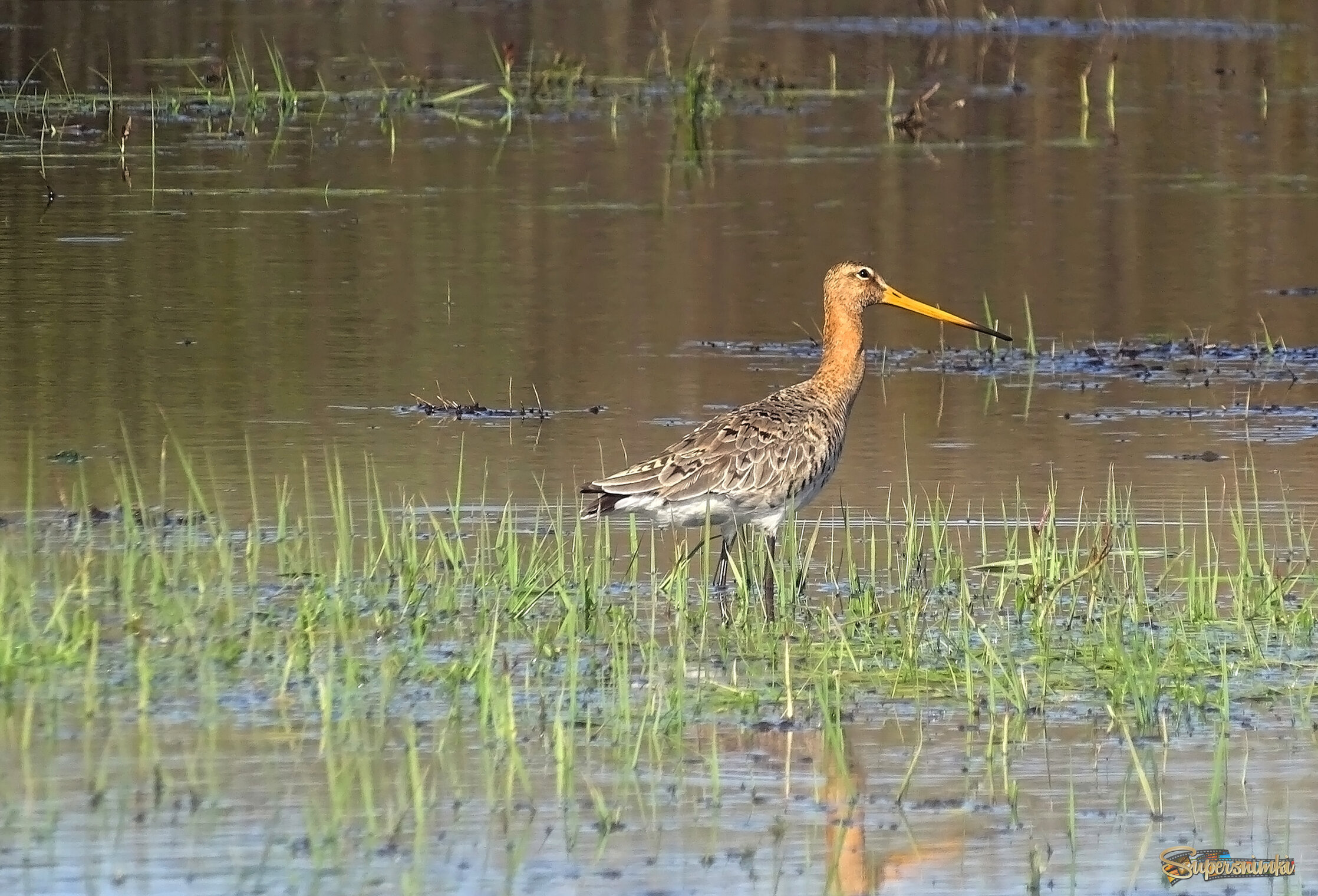 Большой веретенник