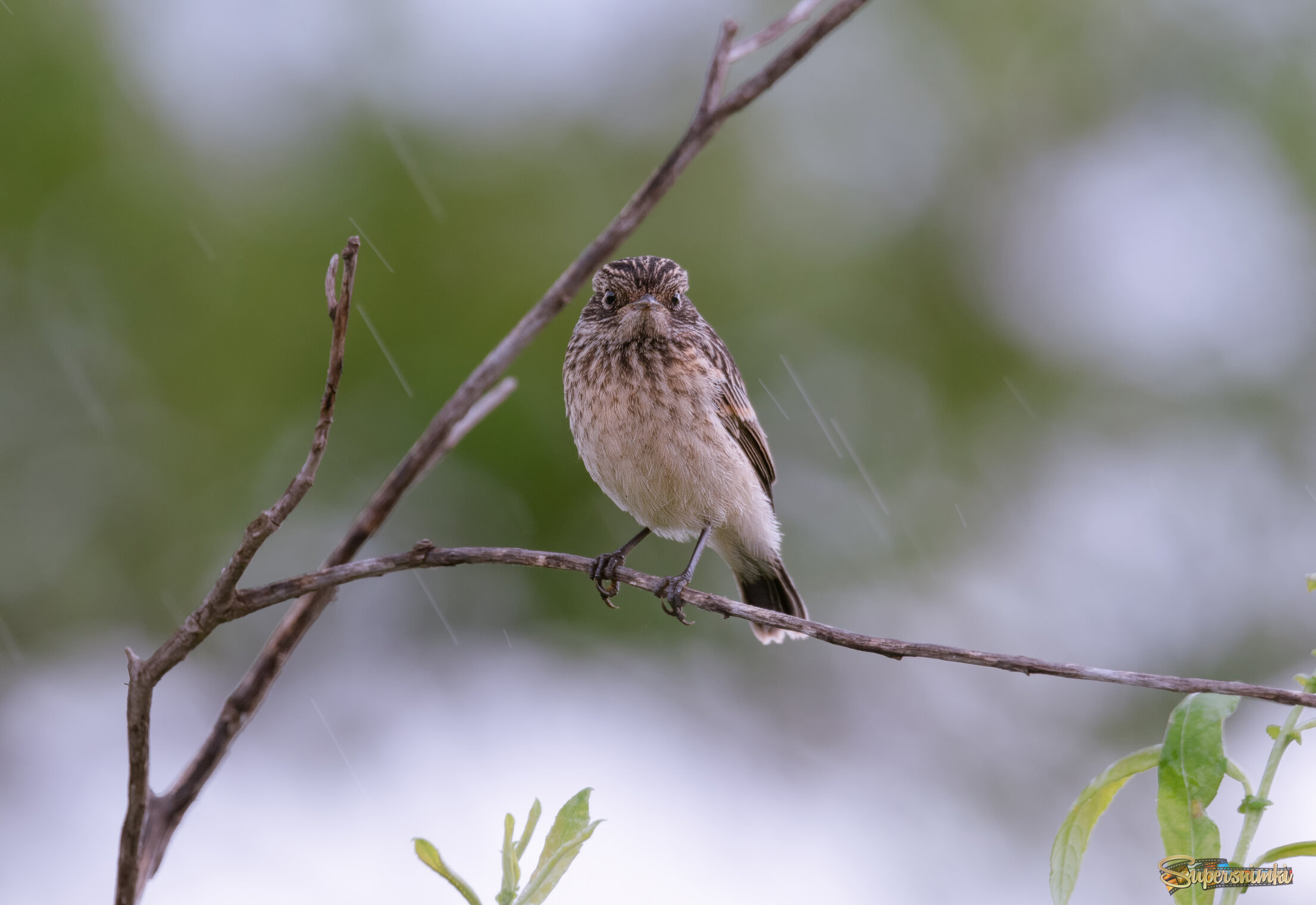 ПЕРВЫЙ В ЖИЗНИ ДОЖДЬ