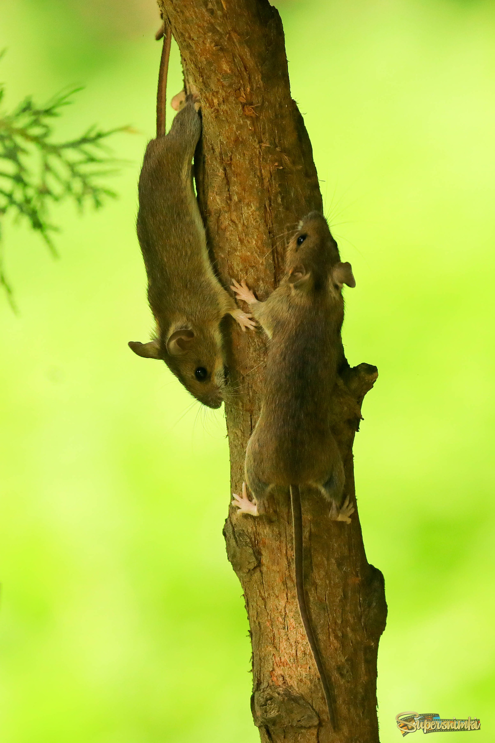 Древолазочки