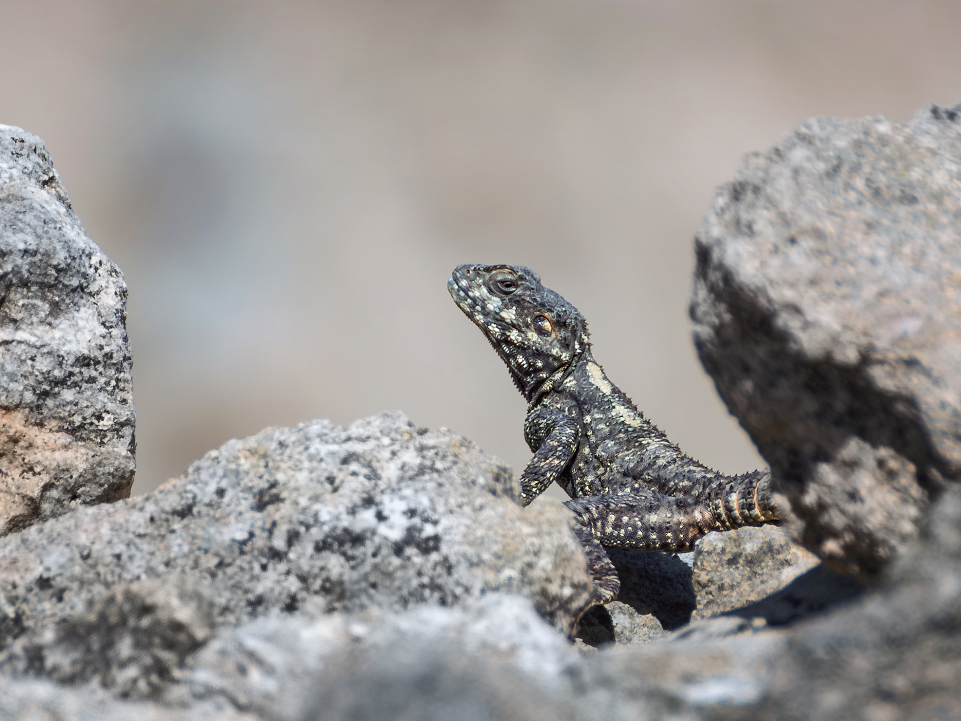 Про драконов )