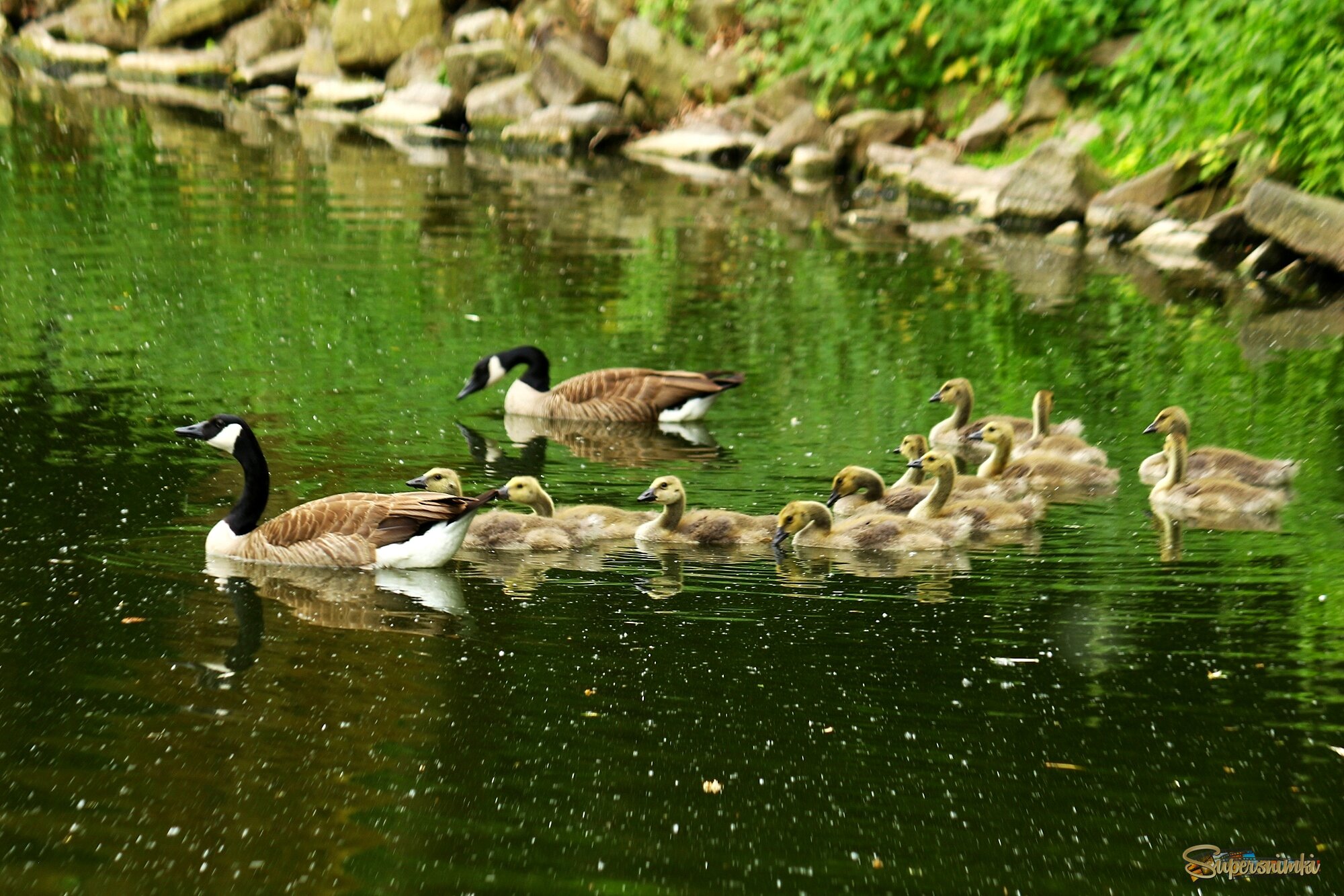 Большая семейка