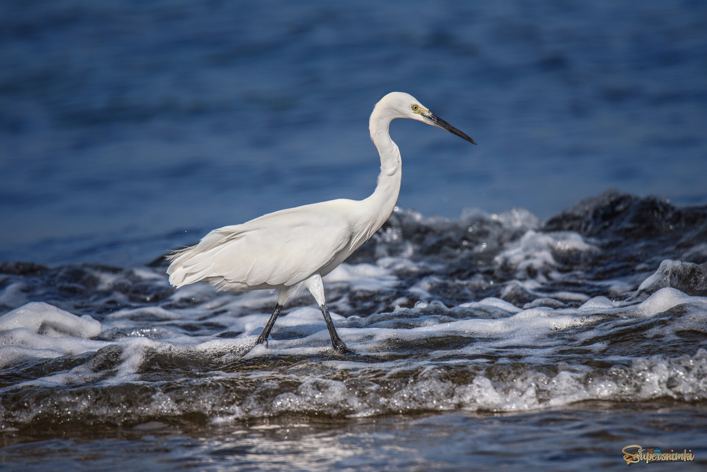 *Бегущая по волнам...