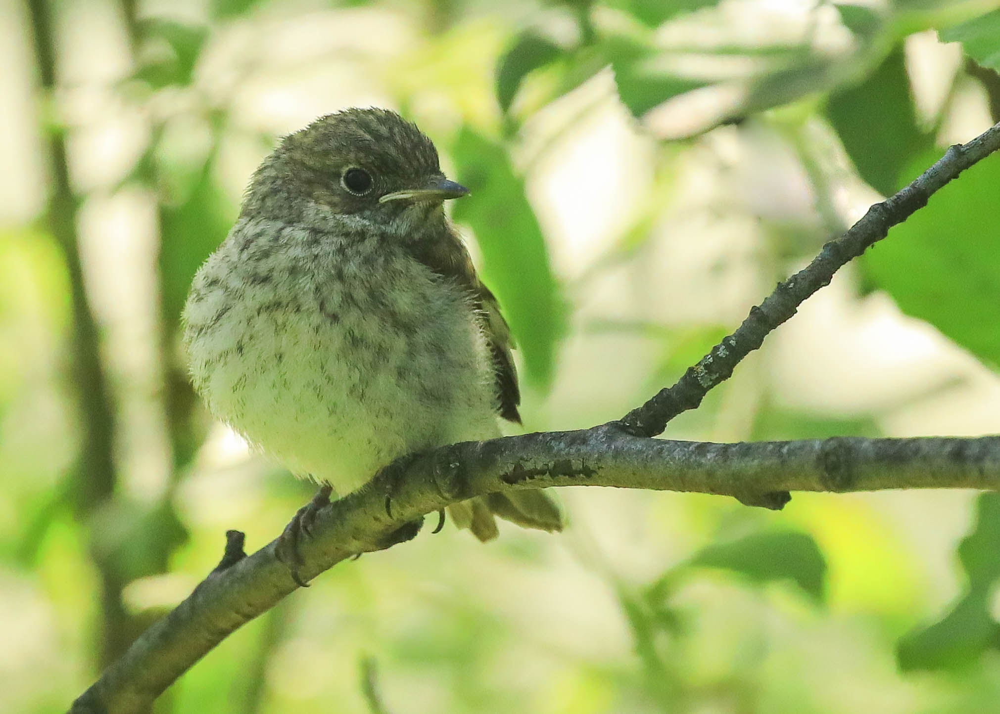 Куда от ветра спрятаться?