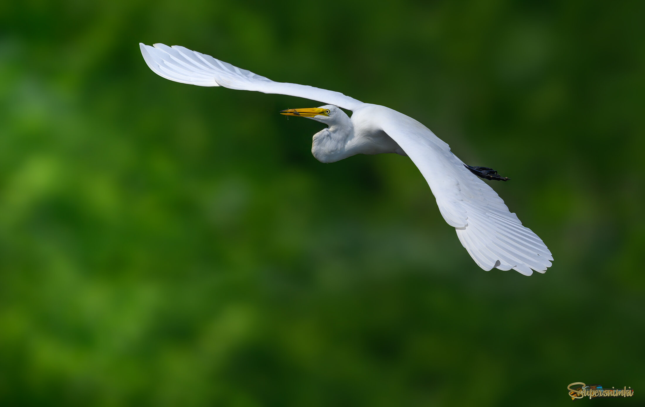 Great egret