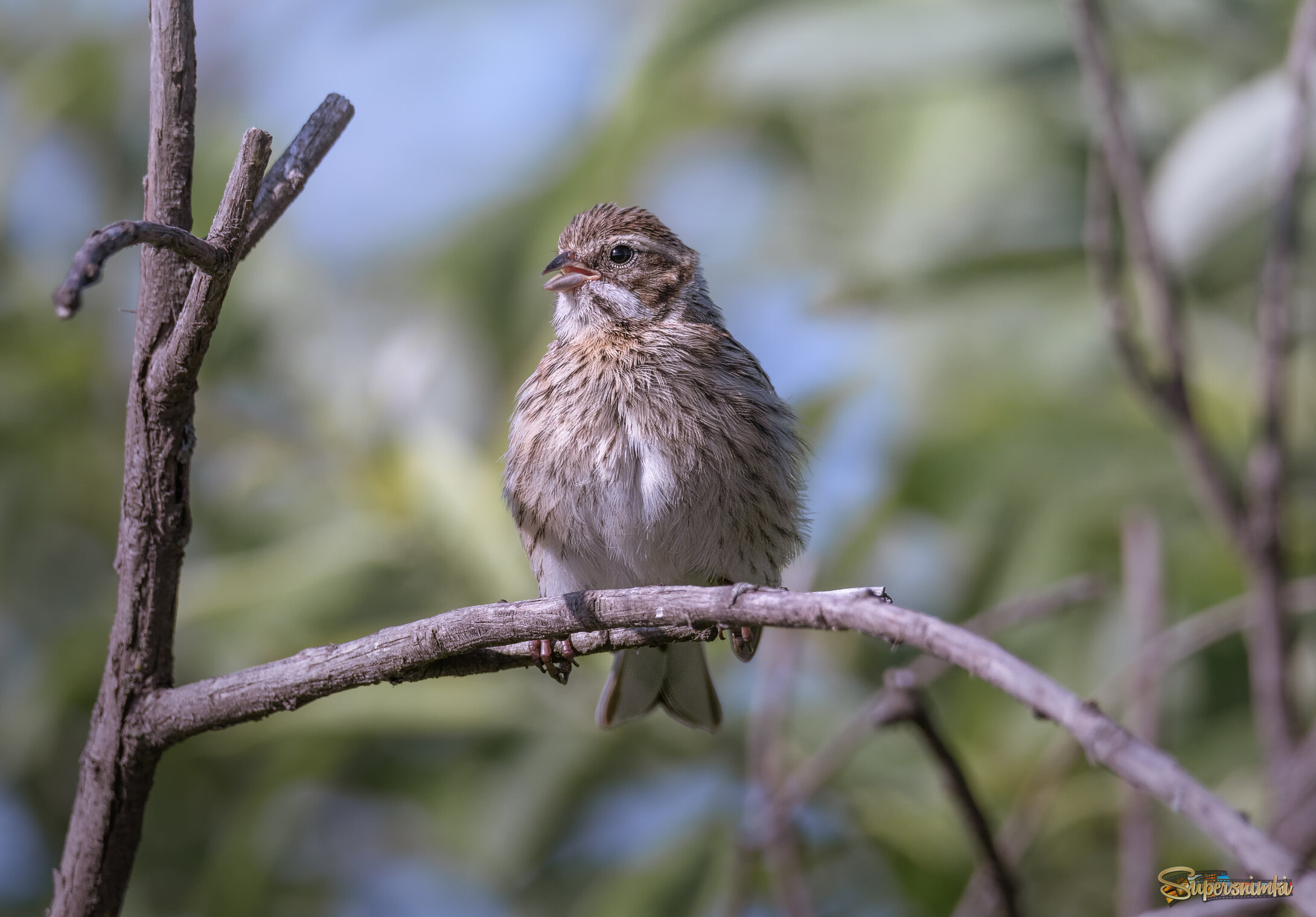 ОВСЯНКА ТРОСТНИКОВАЯ