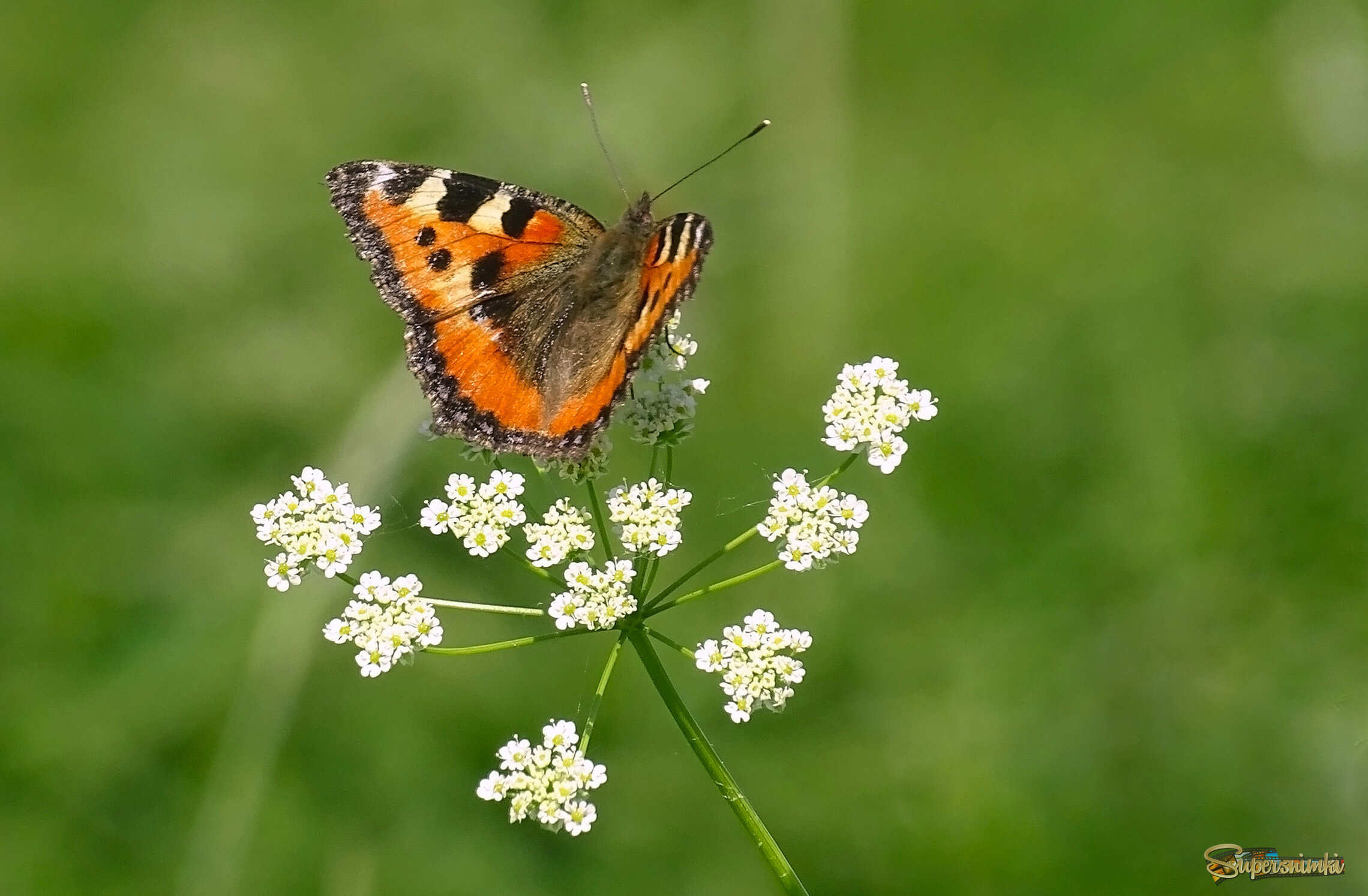 Крапивница