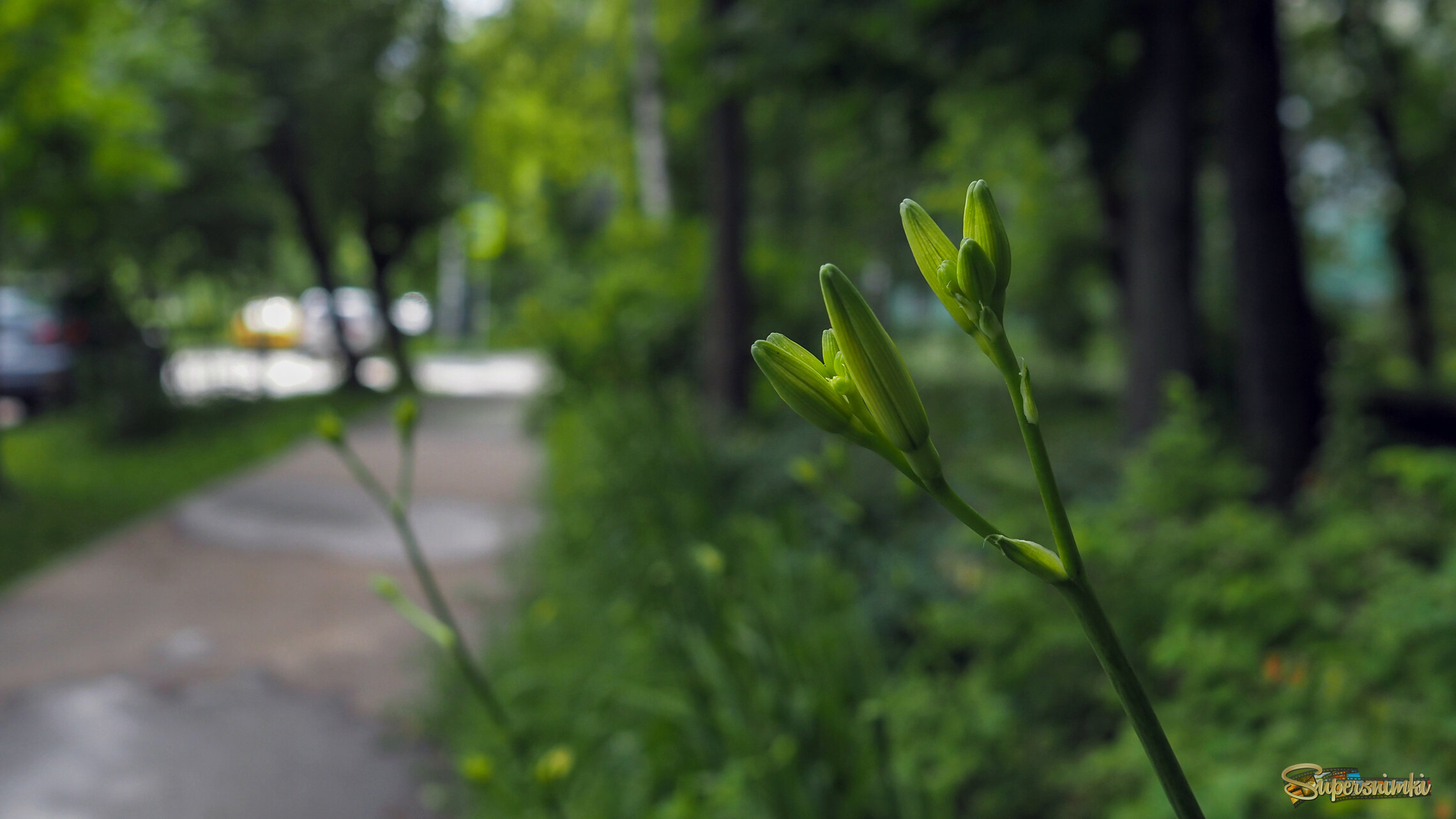 Природа в Городе