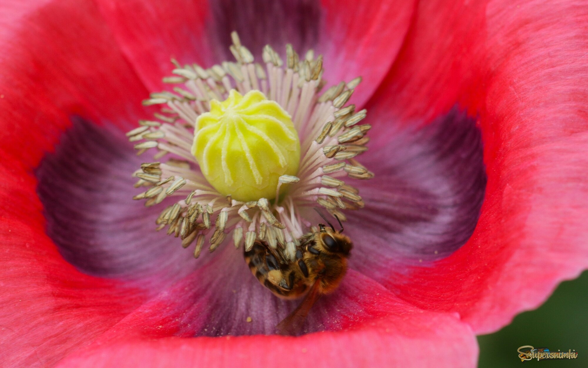 Мак и пчела