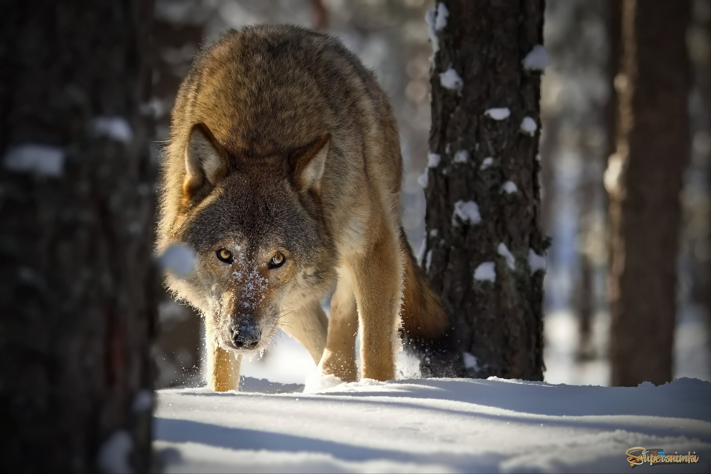 Крадуче приближаясь