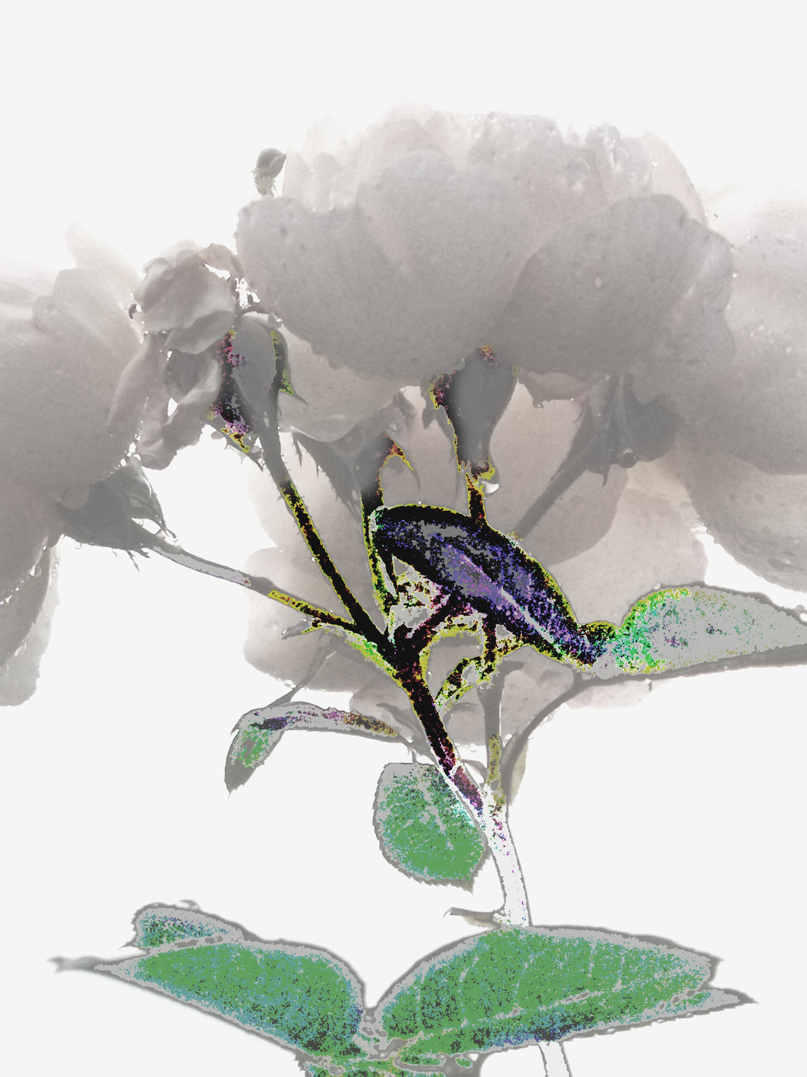 утренний туалет