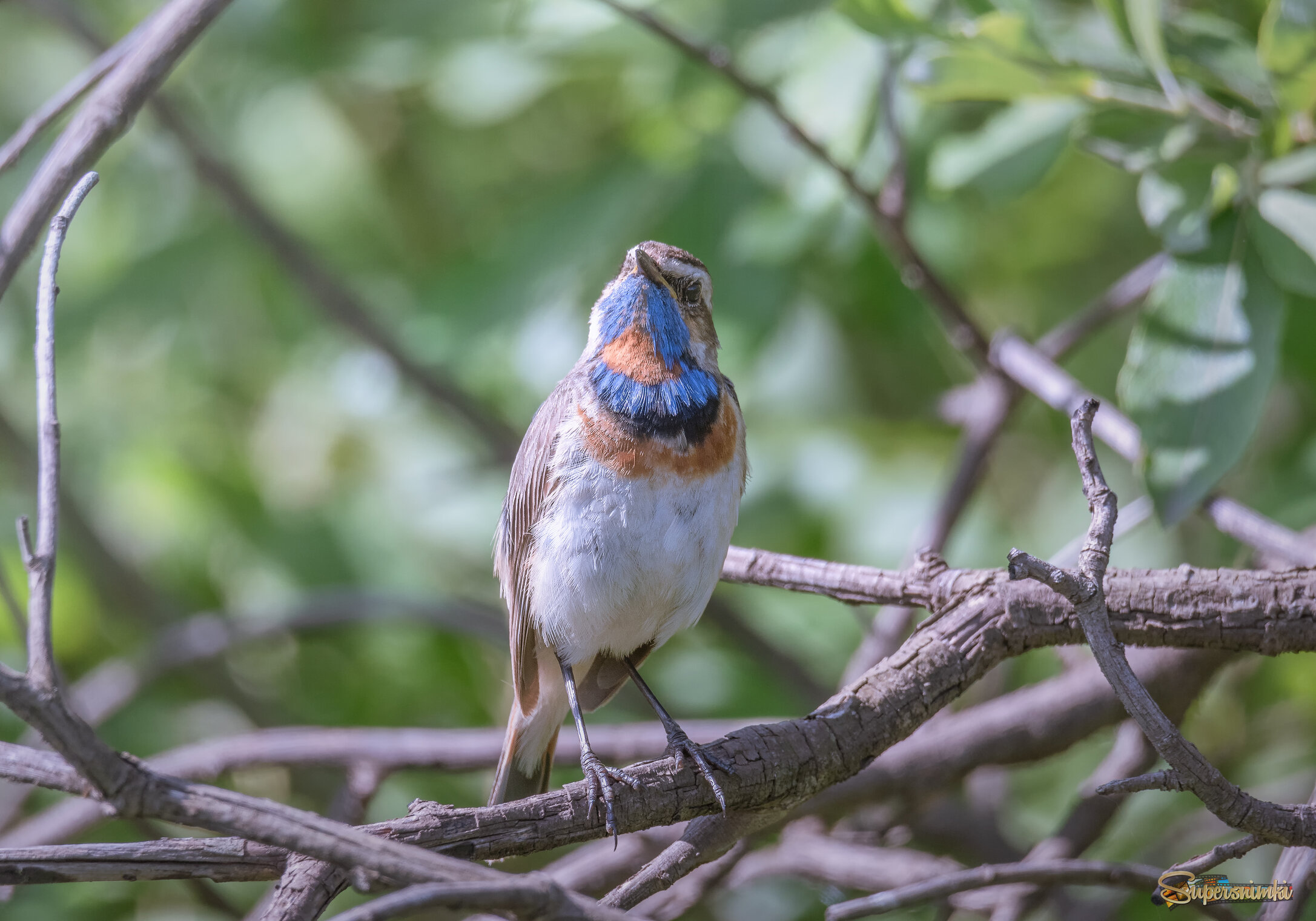 ВОСХИЩАЙТЕСЬ МНОЙ!