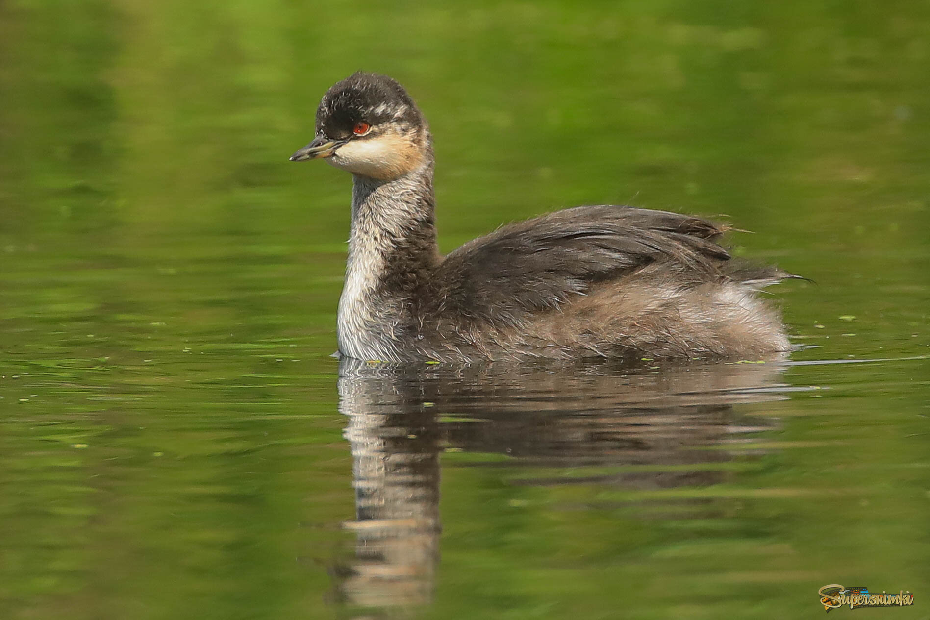 Совсем большой