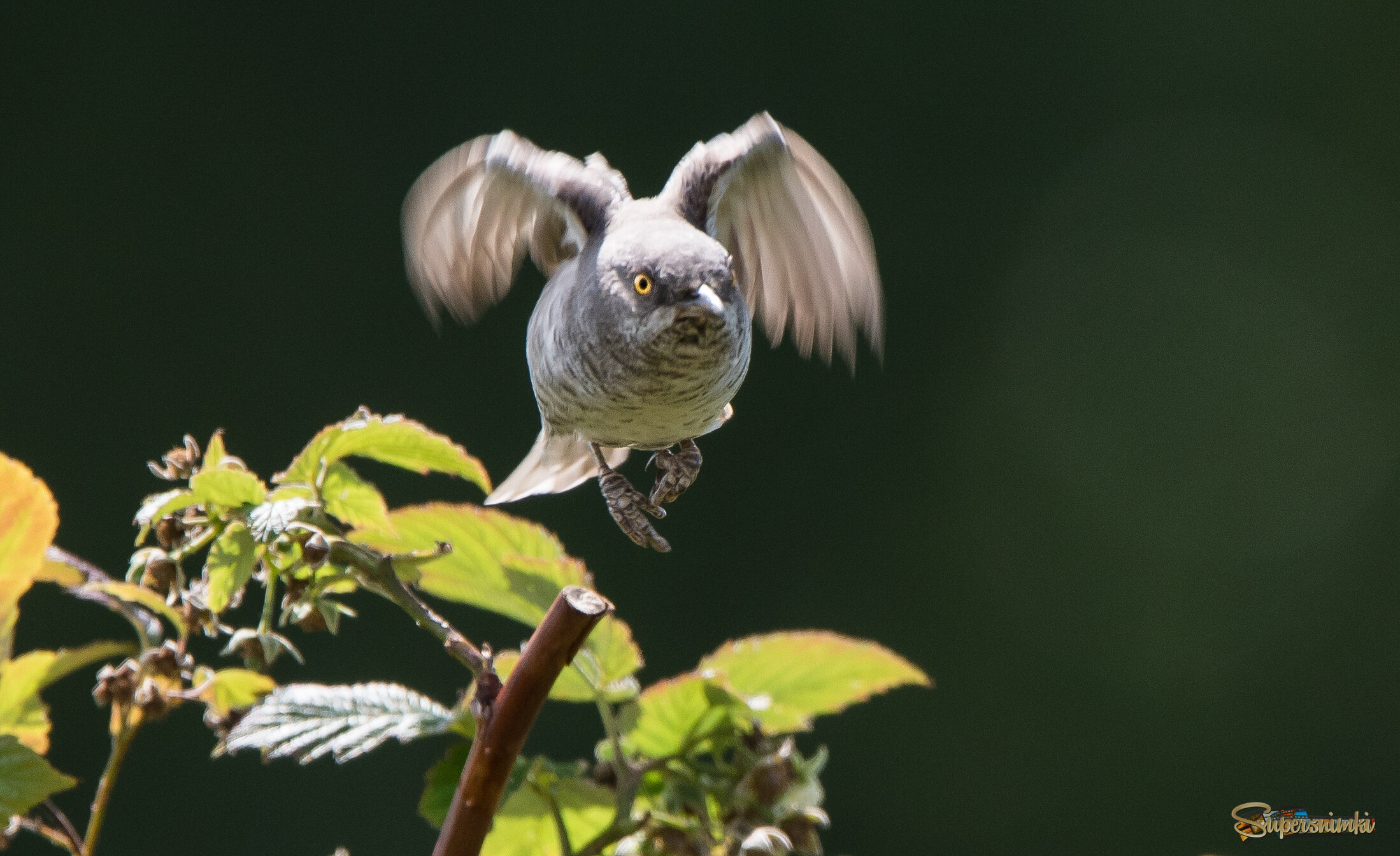 Ястребиная славка
