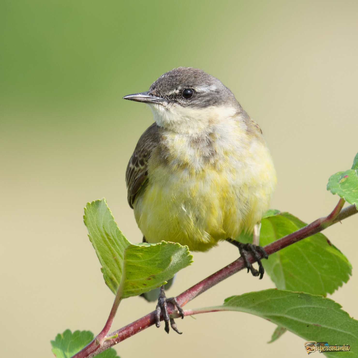 Жёлтая трясогузка 