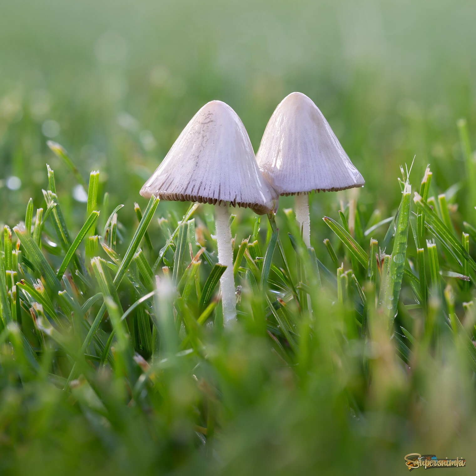 Подружки ...