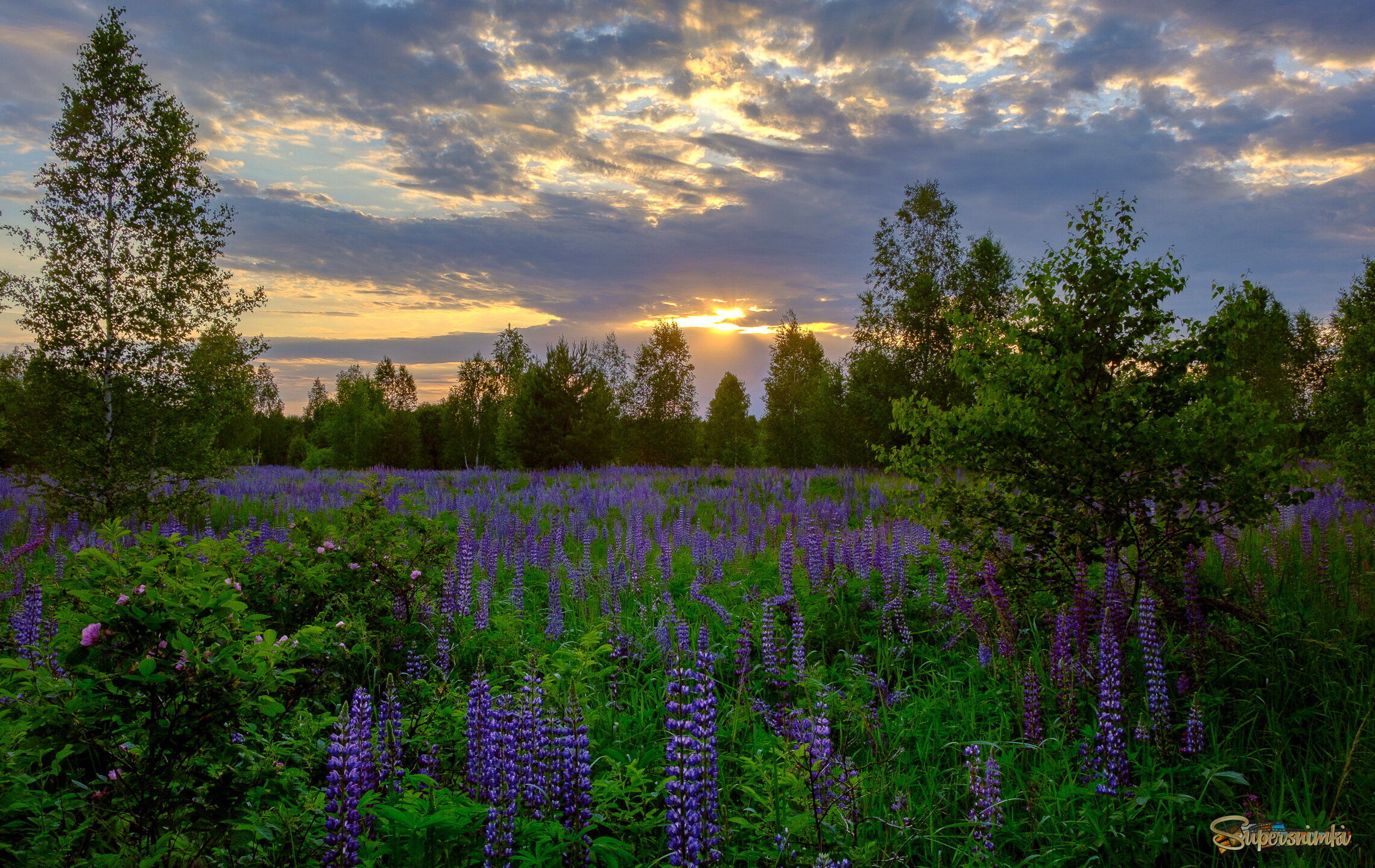 Сезон люпинов